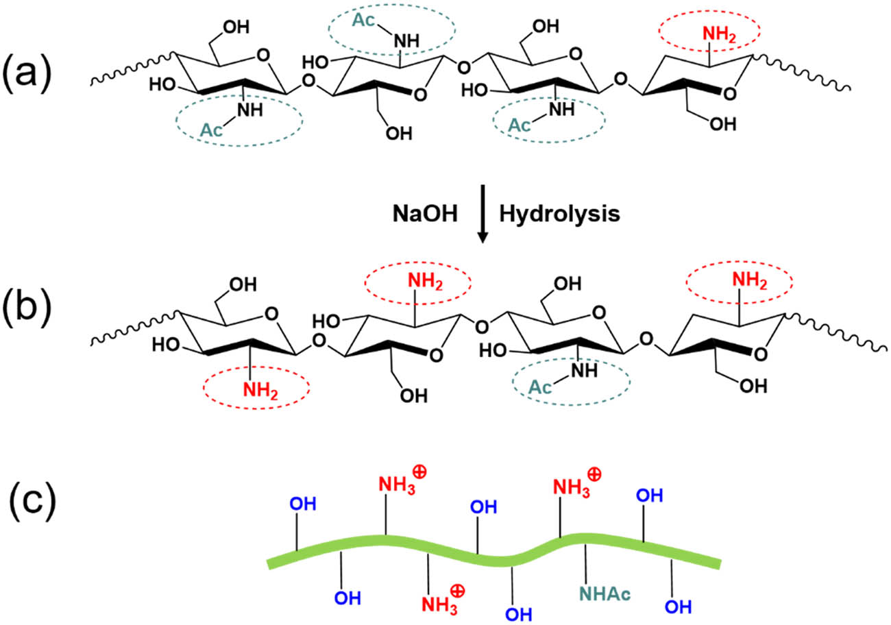 Figure 7 
                  (a) Chemical structure of unmodified chitin; (b) chemical structure of partially deacetylated chitin; (c) scheme of partially deacetylated chitin nanofibers with protonated amino groups at pH 3–4.
               