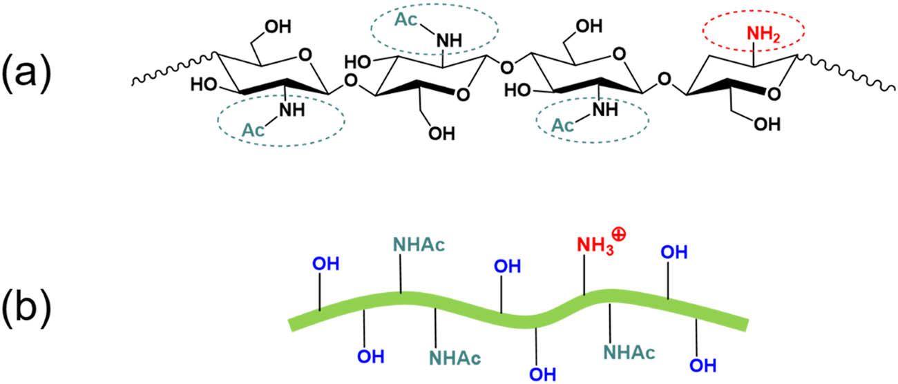 Figure 8 
                  (a) Chemical structure of unmodified chitin; (b) scheme of mechanically fibrillated CNFs with protonated amino groups at pH 3–4.
               