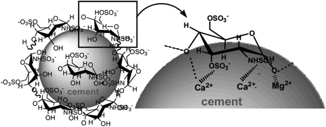Figure 14 
               Schematic diagram of the absorption mechanism of SCS on cement particles surface, reprinted with permission from ref. [130]; Copyright 2013, The American Ceramic Society.
            