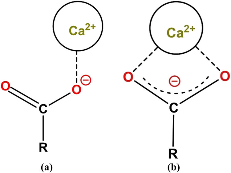 Figure 15 
               Schematic illustration of two types of coordination between Ca2+ and –COO
                     −
                   groups: –COO
                     −
                   as a (a) monodentate; or (b) bidentate ligand.
            