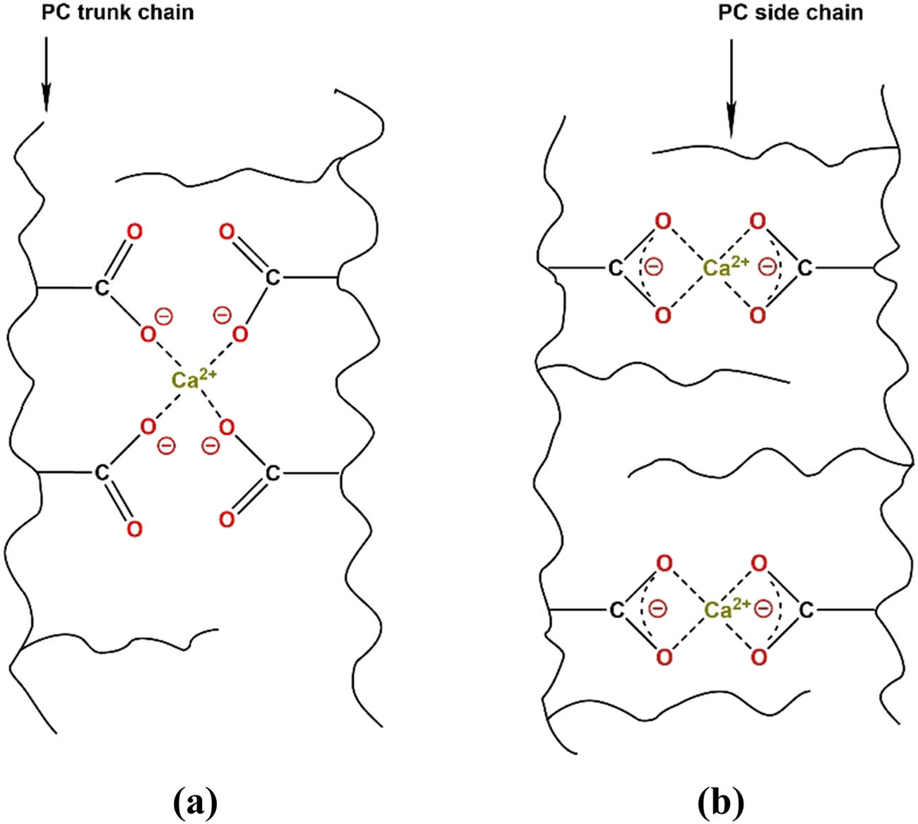 Figure 16 
               Schematic illustration of (a) monodentate complexation of Ca2+ by two polycarboxylate (PC) trunk chains with low side chain density; and (b) bidentate complexation of Ca2+ by two PC trunk chains with high side chain density.
            