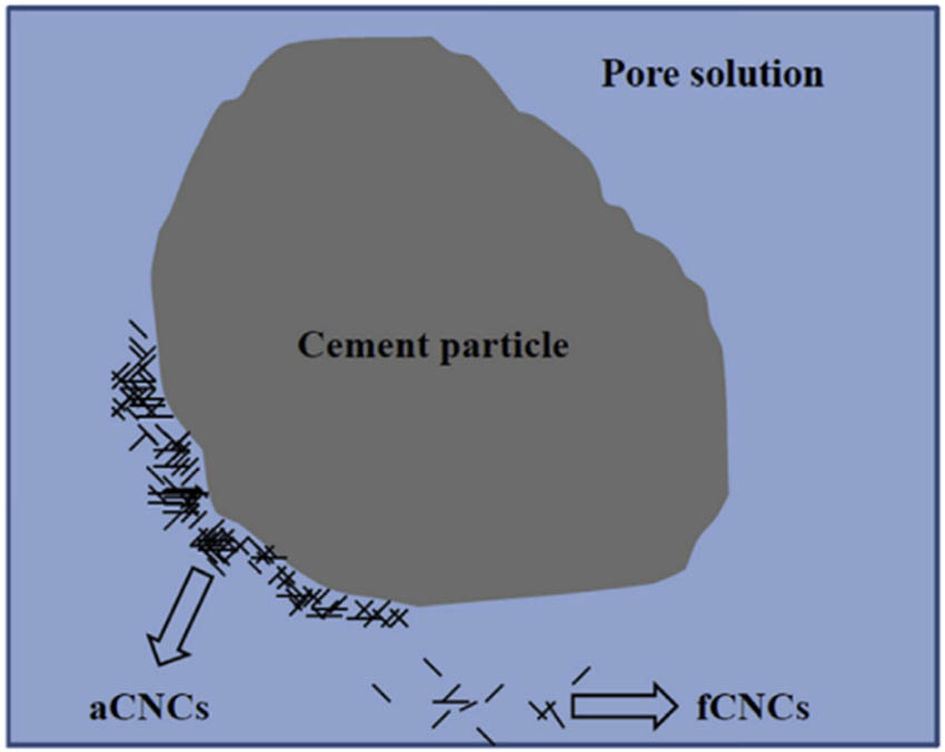 Figure 17 
                  The schematic diagram of two different types of CNCs in the fresh cement paste, reprinted with permission from ref. [43]; Copyright 2016, Elsevier.
               