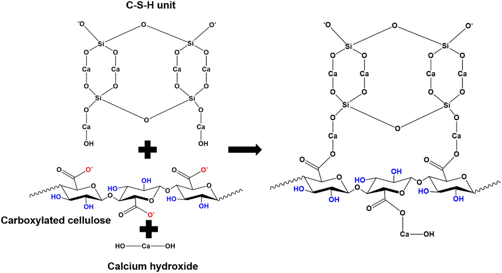 Figure 21 
                  Reaction scheme between carboxylated CNFs and hydration products, including C–S–H and Ca(OH)2 [20,140].
               