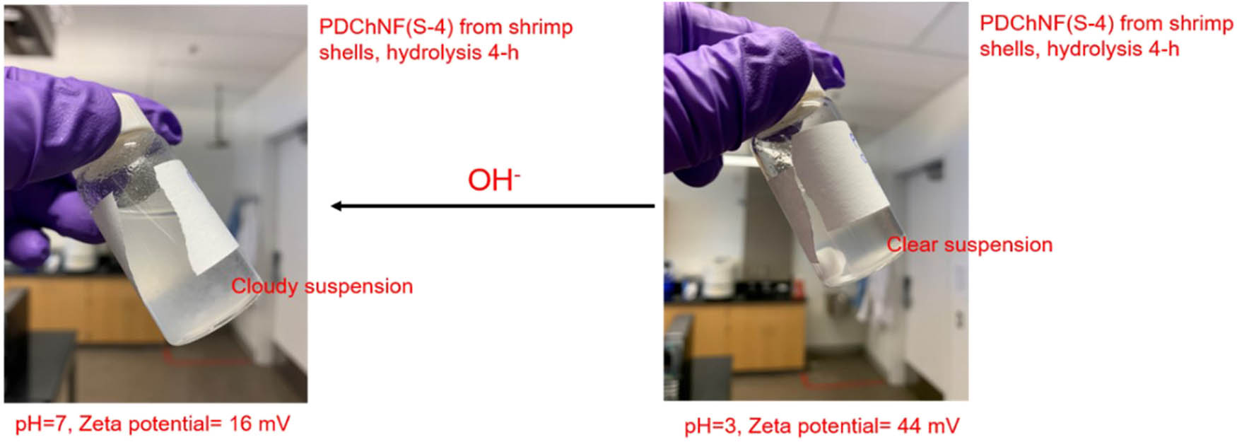 Figure 22 
                  Partially deacetylated chitin nanofibers in acidic or neutral media.
               