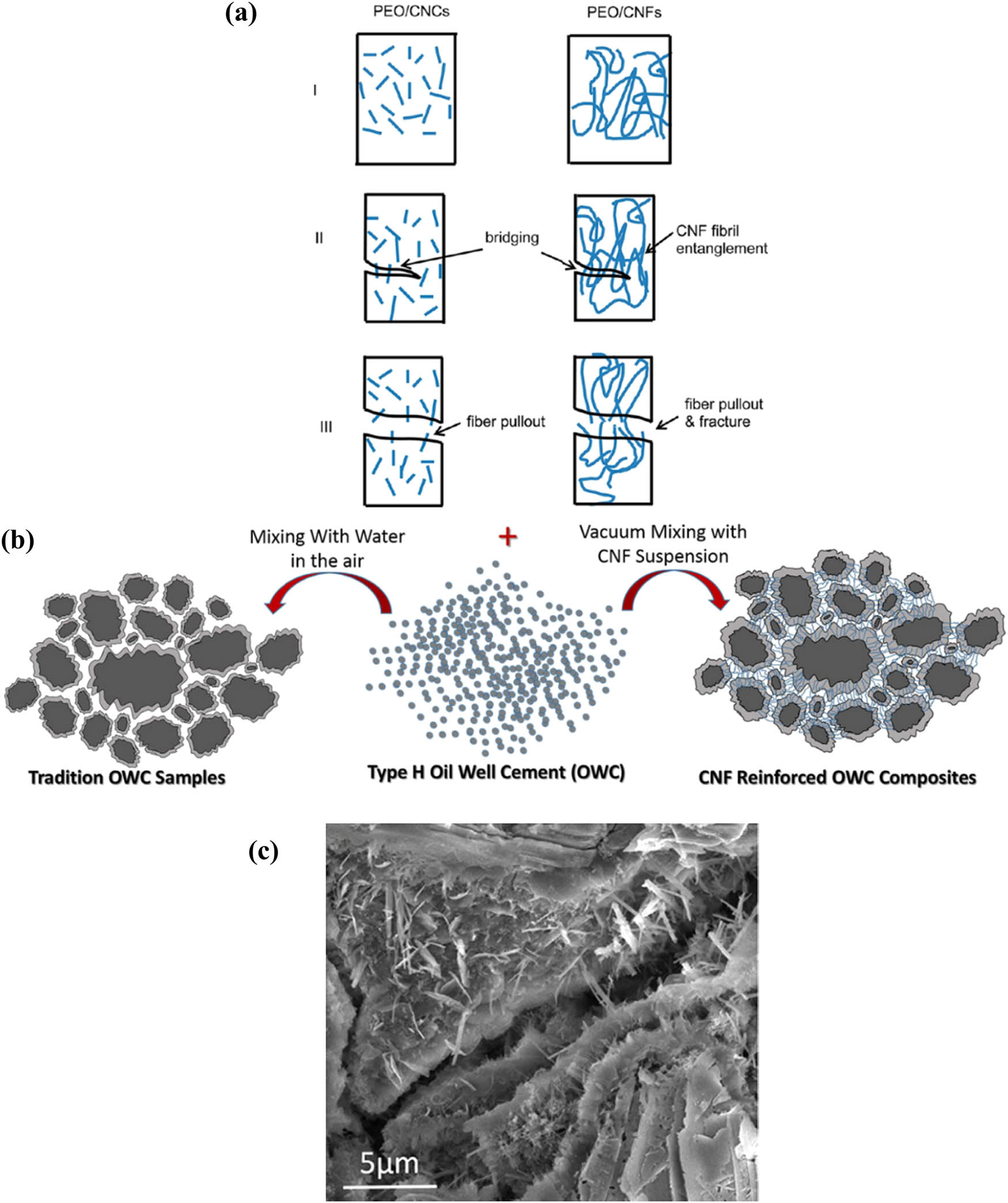 Figure 25 
                  (a) Illustration of fracture mechanisms of polyethylene oxide (PEO)/CNC and PEO/CNF nanocomposites [149]; Copyright 2013, American Chemical Society; (b) scheme of CNF reinforced oil well cement composites; (c) SEM image of CNF reinforced OWC composites with 0.04 wt% CNF loading [34]; Copyright 2016, Nature Portfolio.
               