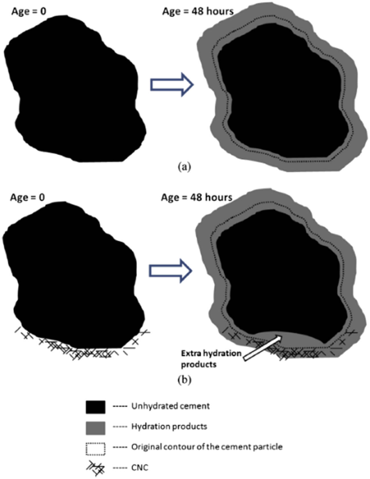 Figure 26 
                  A schematics illustration of the proposed hydration products forming around the cement grain from the age of 0–48 h in the (a) plain cement and (b) cement with CNCs on a portion of the cement particle showing short-circuit-diffusion mechanism [42]; Copyright 2015, Elsevier Ltd.
               