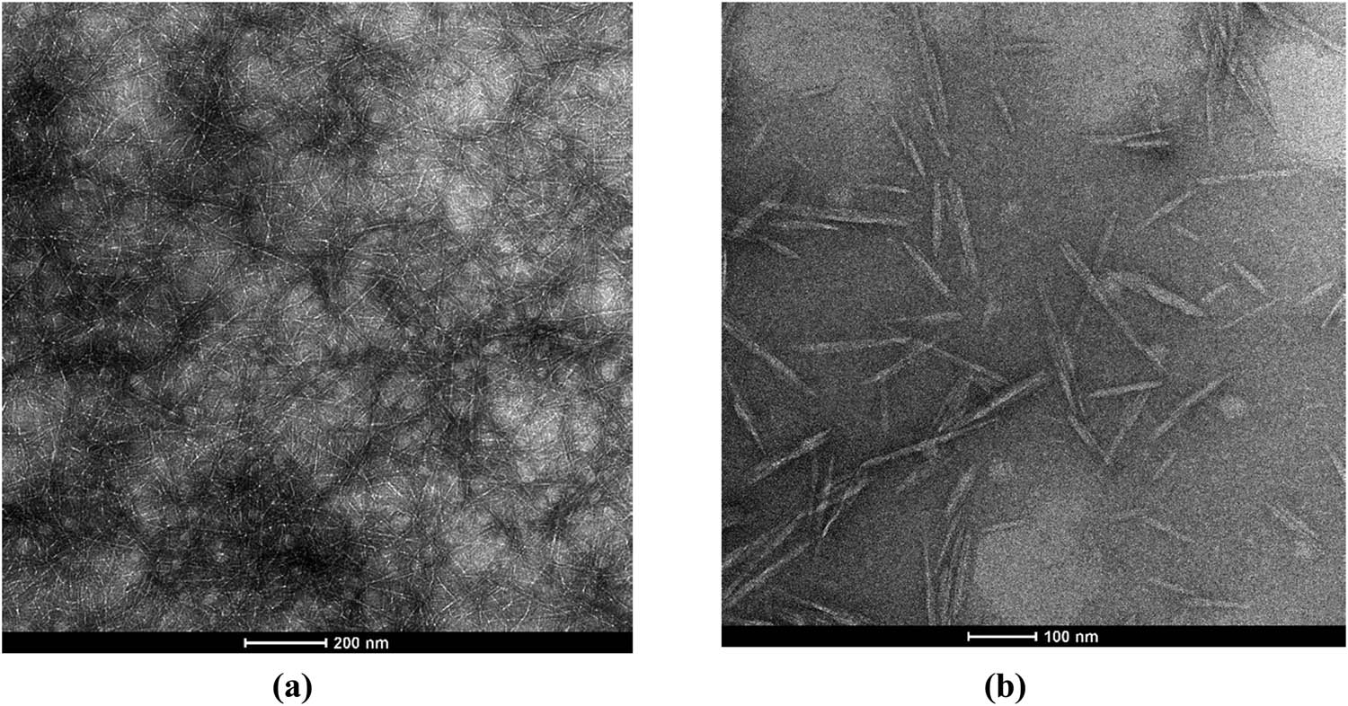 Figure 30 
                  (a) TEMPO-oxidized CNFs and (b) CNCs prepared by acid hydrolysis.
               