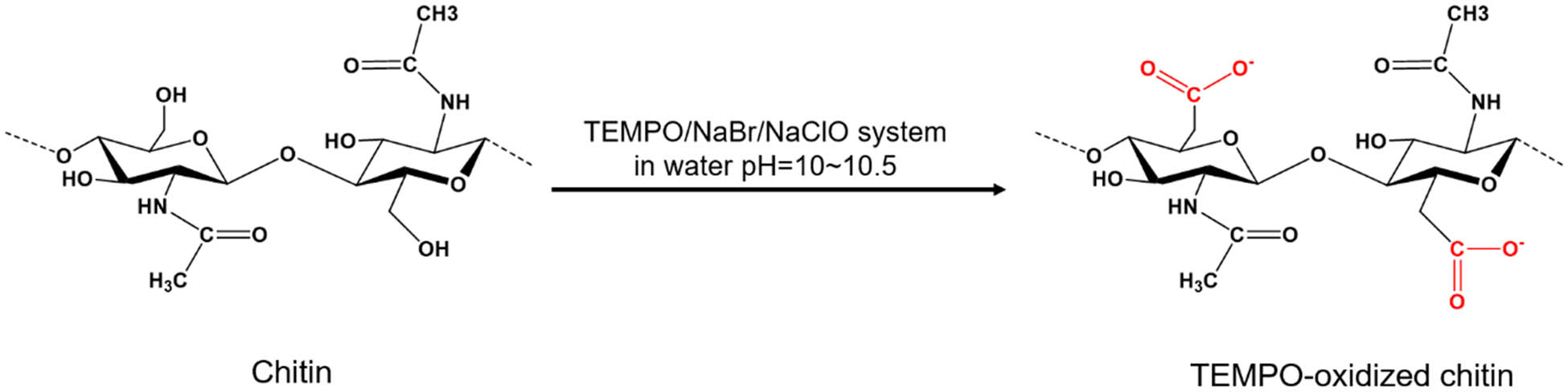 Figure 34 
                  Reaction scheme of chemical pretreatment of chitin to introduce carboxylate groups into the surface of chitin via the TEMPO-mediated oxidation method.
               