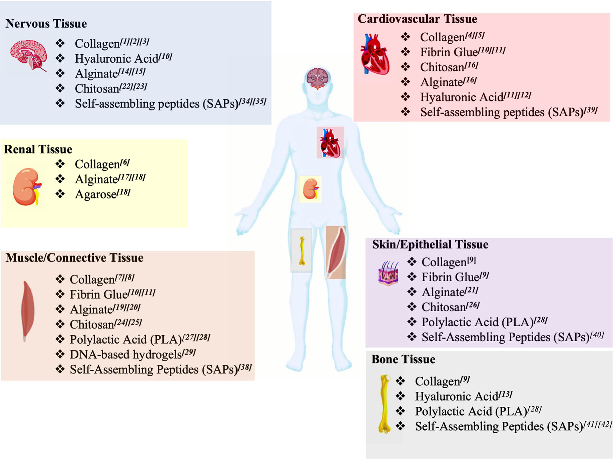 Figure 1
Schematic overview of SBPs used in TE. TE applications of SBPs according to the target tissue. Different SBPs are suitable for neural TE applications, such as collagen, HA, alginate, chitosan, and SAPs. These SBPs are versatile enough to be used also for the regenerative approaches of cardiovascular, renal, skin, muscle, and bone tissues. Lastly, SAPs and DNA origami, also known as programmable SBPs, were found to be suitable for other various TE applications.