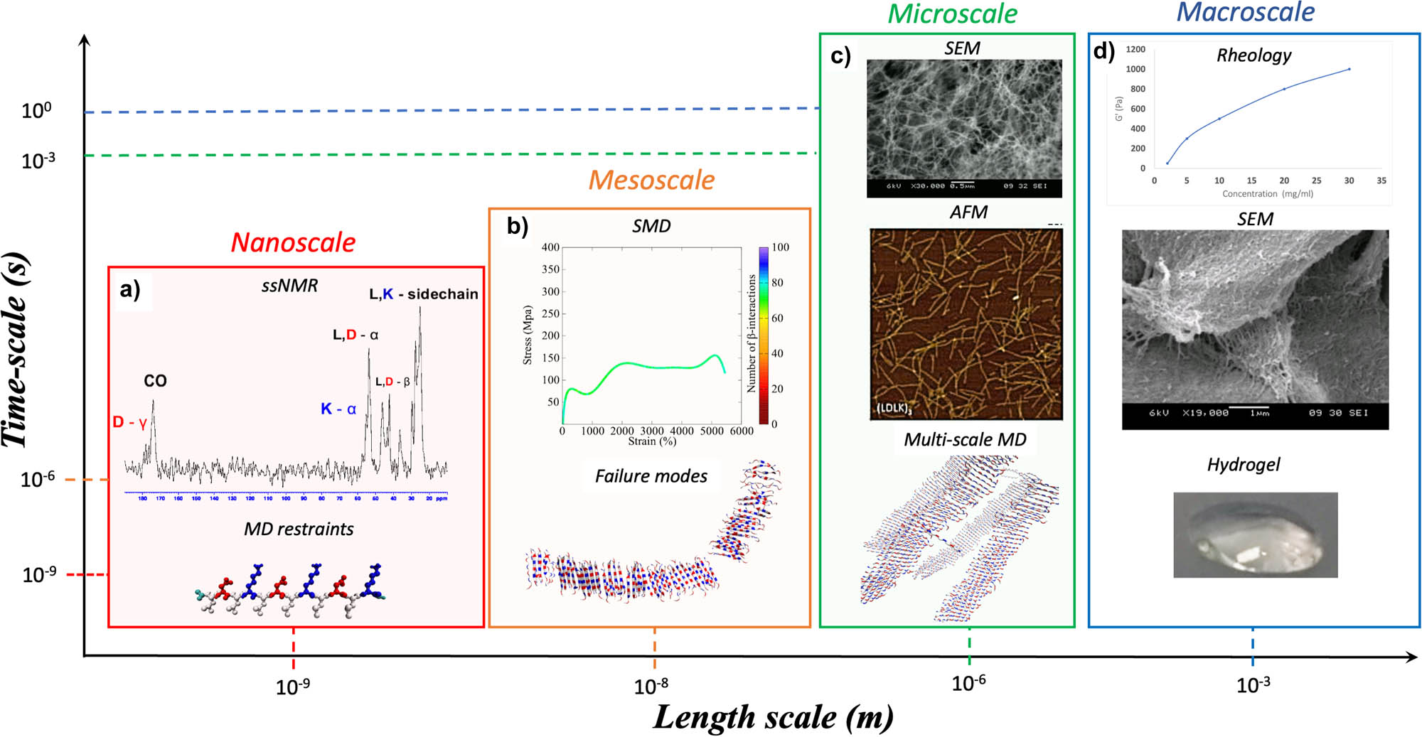 Figure 3
SBP multiscale modeling. A full understanding of the hierarchical organization properties of biomaterials requires an ensemble of computational and experimental techniques. Computational approaches, supported and validated by experimental evidence, can be used to transverse through a wide range of length and time scales. As an example, here is described the multiscale analysis framework for SAP hydrogels. (a) ssNMR characterization can be used to derive the MD restraints for running atomistic MD simulations. The results from MD simulations can be used for validating atomistic or CG model of SAP fibril and fibril seeds. (b) SMD simulations of atomistic and CG models are useful to derive mechanical properties (e.g., Young and Bending moduli) of fibril and fibril seeds. (c) Then, multiscale MDs can be used to predict the supramolecular arrangement of SAP fibrils at the mesoscale. Such results can be validated and directly compared with mesoscale experimental analysis, such as AFM and SEM. (d) Lastly, these data integrated in dedicated workflows, also encompassing FEM analysis, could be used for corroborating macroscale analyses, such as rheology measurements.