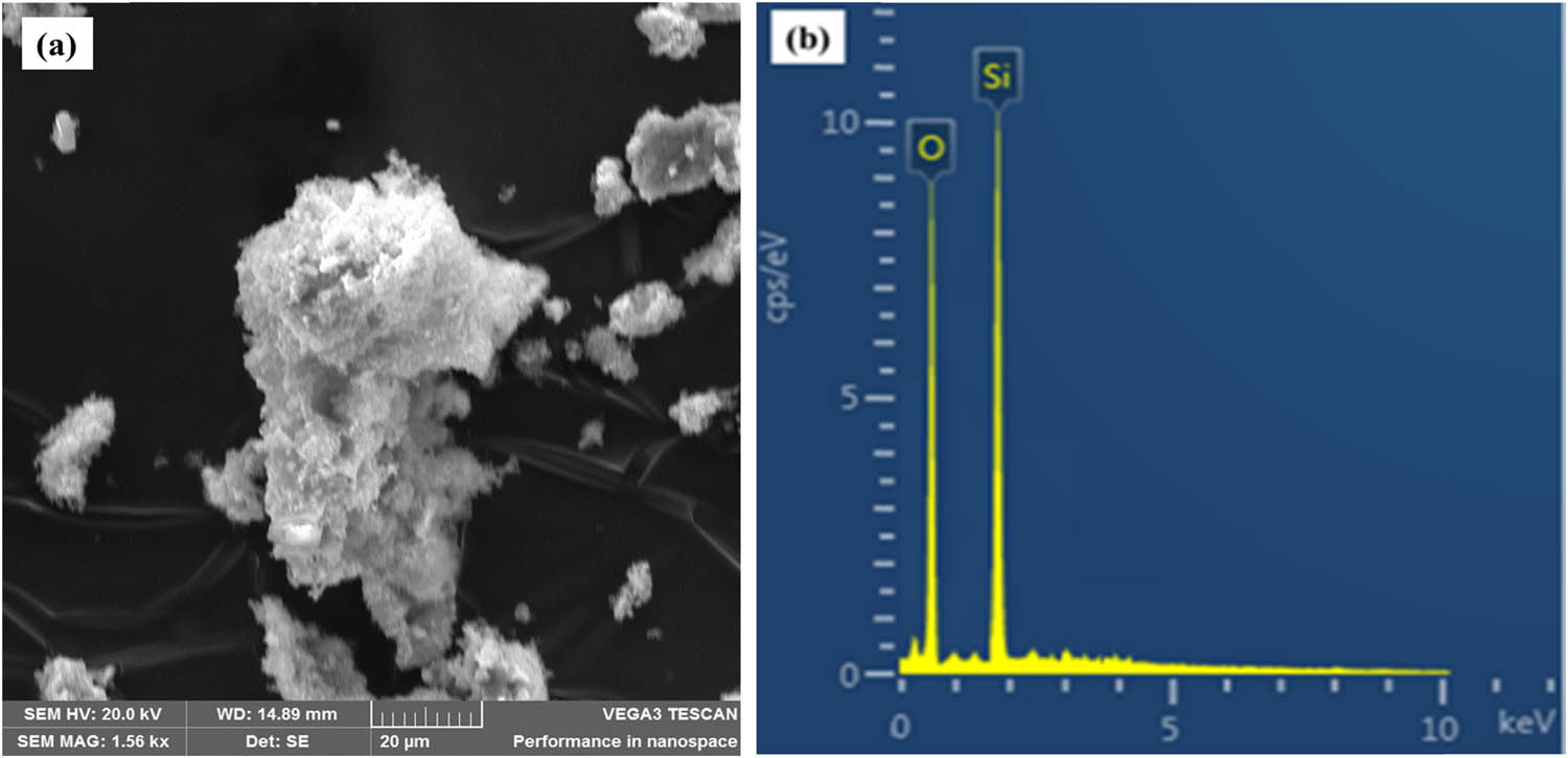 Figure 5 
                  Morphology of SNPMW: (a) SEM and (b) EDX.
               