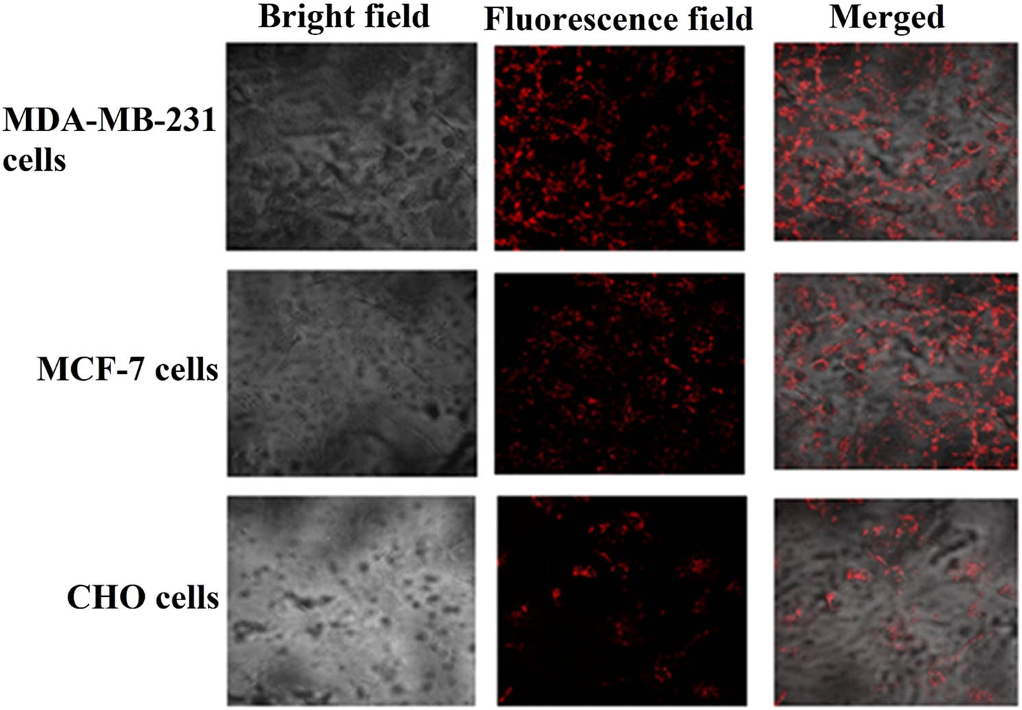 Figure 3 
                  The MTX-AuNPs-CS-AS1411 cellular uptake by the cell lines using confocal fluorescence microscopy.
               