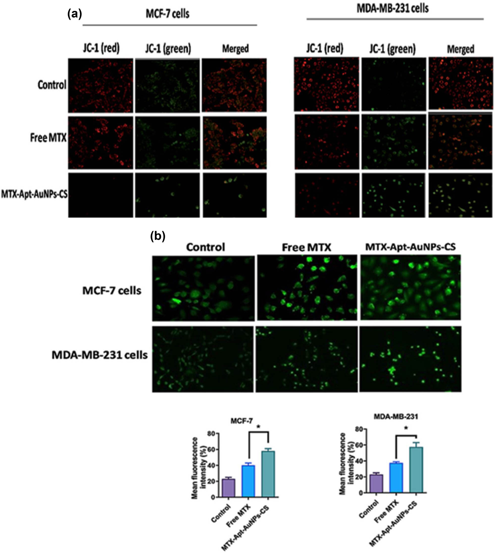Figure 5 
                  (a) Determination of MMP (ΔΨm) disruption by JC-1 dye and (b) ROS using fluorescence microscopy (400× magnification). * 
                     p < 0.05 shows significant differences.
               