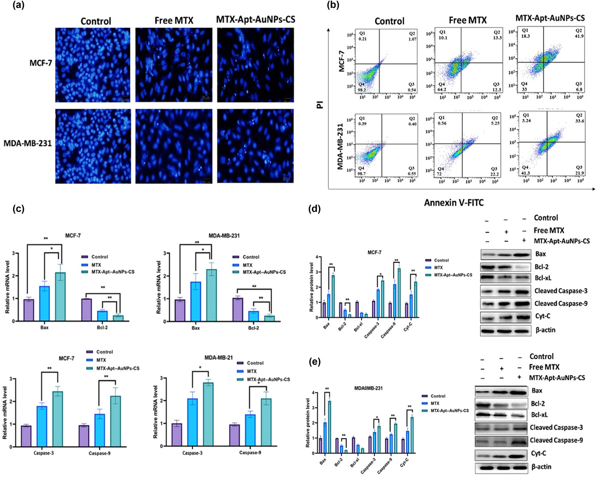 Figure 6 
                  The target cells were incubated with free MTX and MTX-AuNCs-CS-AS1411, and then apoptosis was assessed using (a) DAPI staining by inverted fluorescent microscope and (b) flow cytometry. The apoptosis-related markers were investigated using (c) real-time PCR, and (d, e) western blotting. β-actin was considered as an internal control. * 
                     p < 0.05 shows significant differences.
               