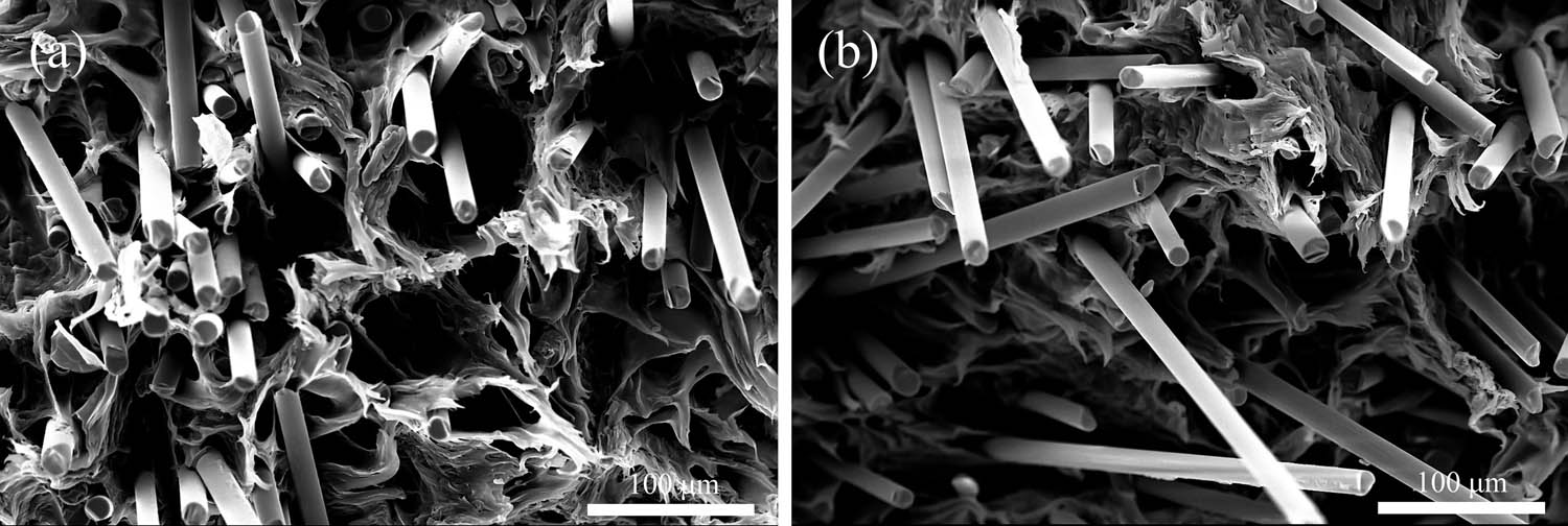 Figure 2
SEM images of tensile cross-sections of composites with and without CNCs when the BF content is 30 wt%: (a) 30 wt% BFs and (b) 30 wt% BFs/1 wt% CNCs.