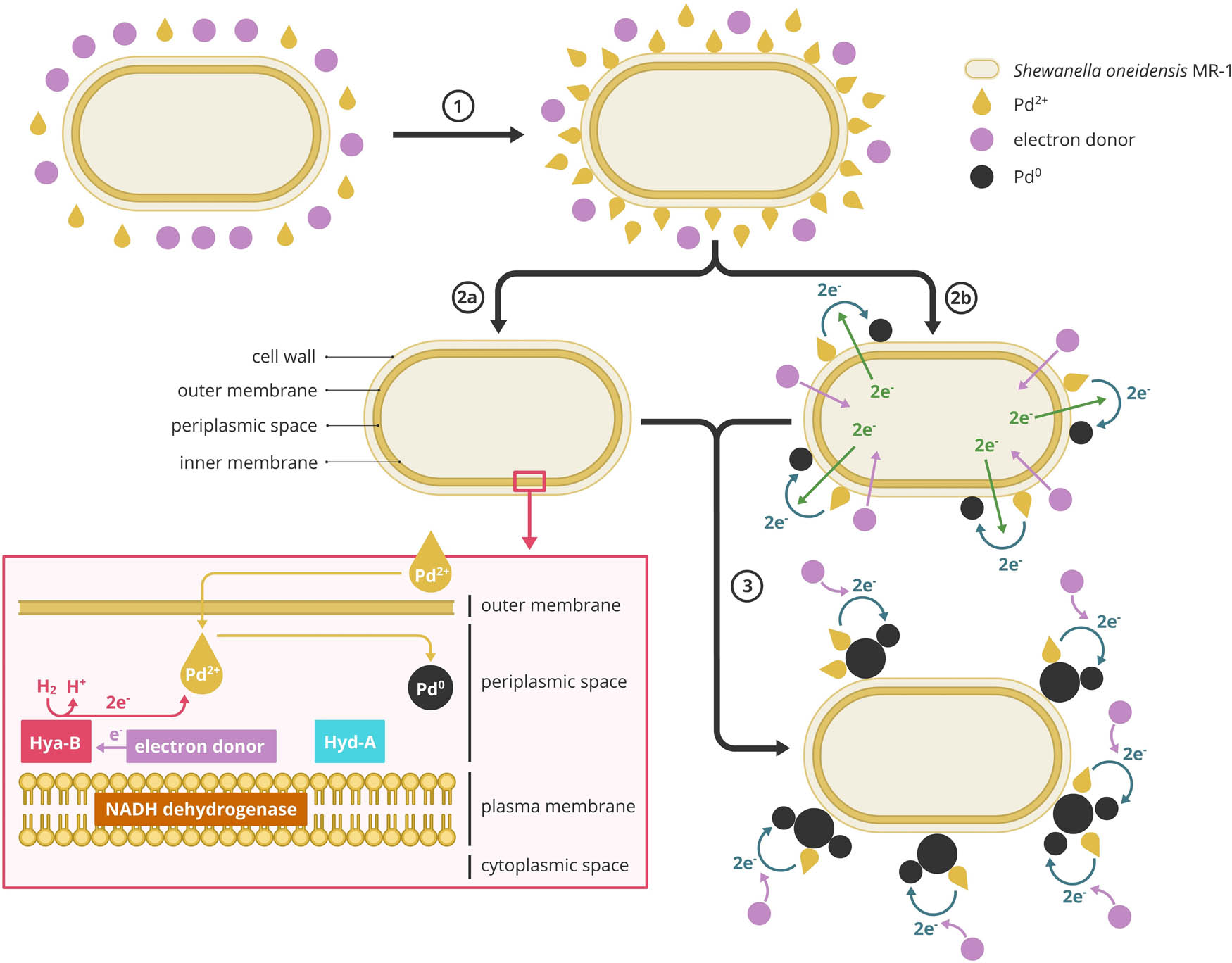 Figure 1 
               Production mechanism of bio-Pd NPs inside and outside the microorganisms: (1) Adsorption of Pd2+ on the cell wall, (2a) conversion of Pd2+ to Pd0 inside the cell, (2b) on the cell wall, and (3) autocatalytic conversion of Pd2+ to Pd0 outside the cell. The figure was inspired by Deplanche et al. [27], Ng et al. [52], and Yang et al. [26].
            