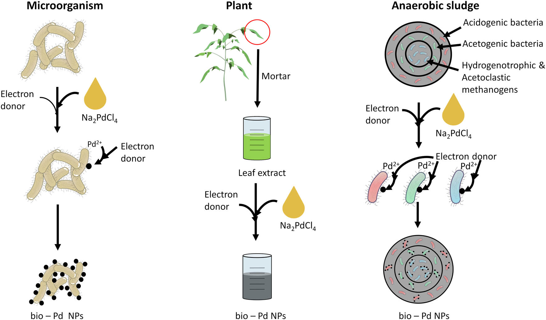 Figure 2 
                  Overview of the production methods for bio-Pd NPs by using microorganisms, plants, and anaerobic sludge.
               