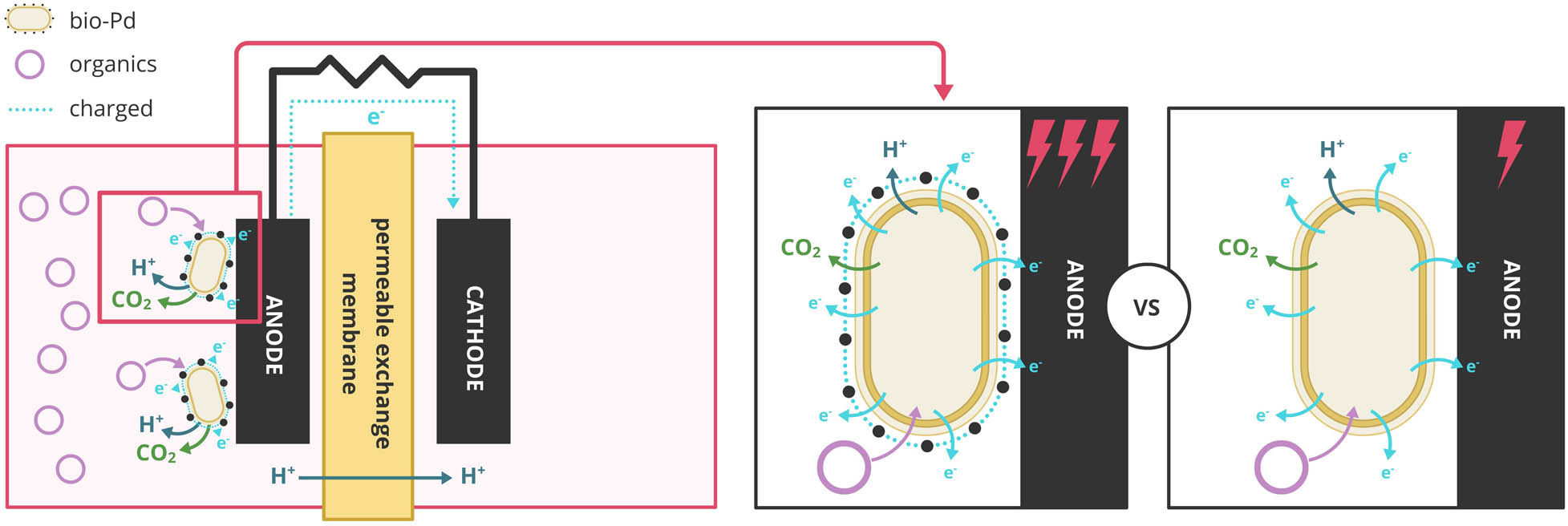 Figure 3 
                  Coating anode with bio-Pd in the MFC system to increase the generation of energy. The figure was adapted from Hou et al. [24].
               