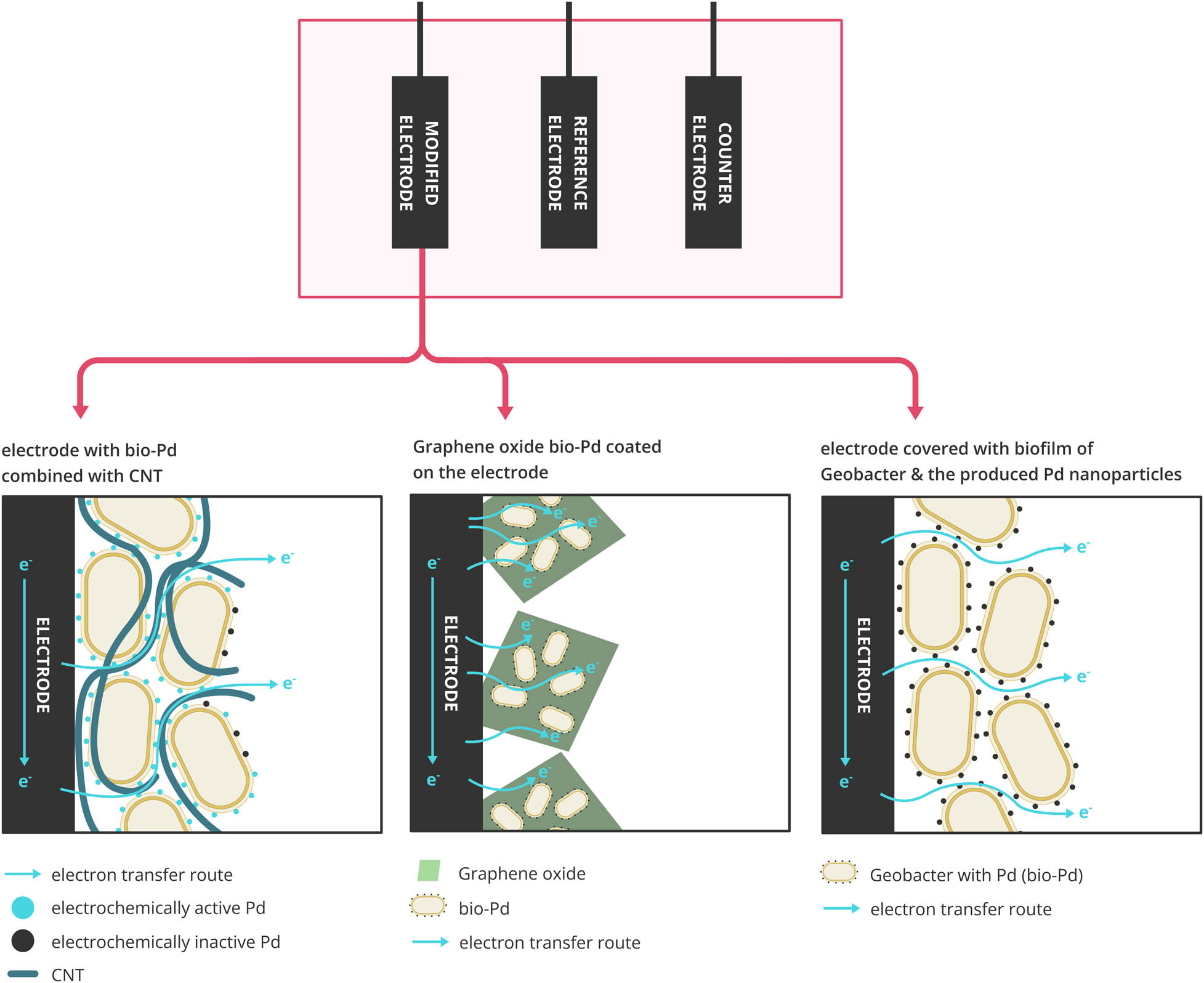 Figure 4 
                  Fixing bio-Pd on an electrode, to increase the conductivity in a 3 – electrode system through CNT, graphene oxide, and biofilm production by Geobacter. The figure was adapted from Hou et al. [126], Cheng et al. [46], and Hou et al. [125].
               
