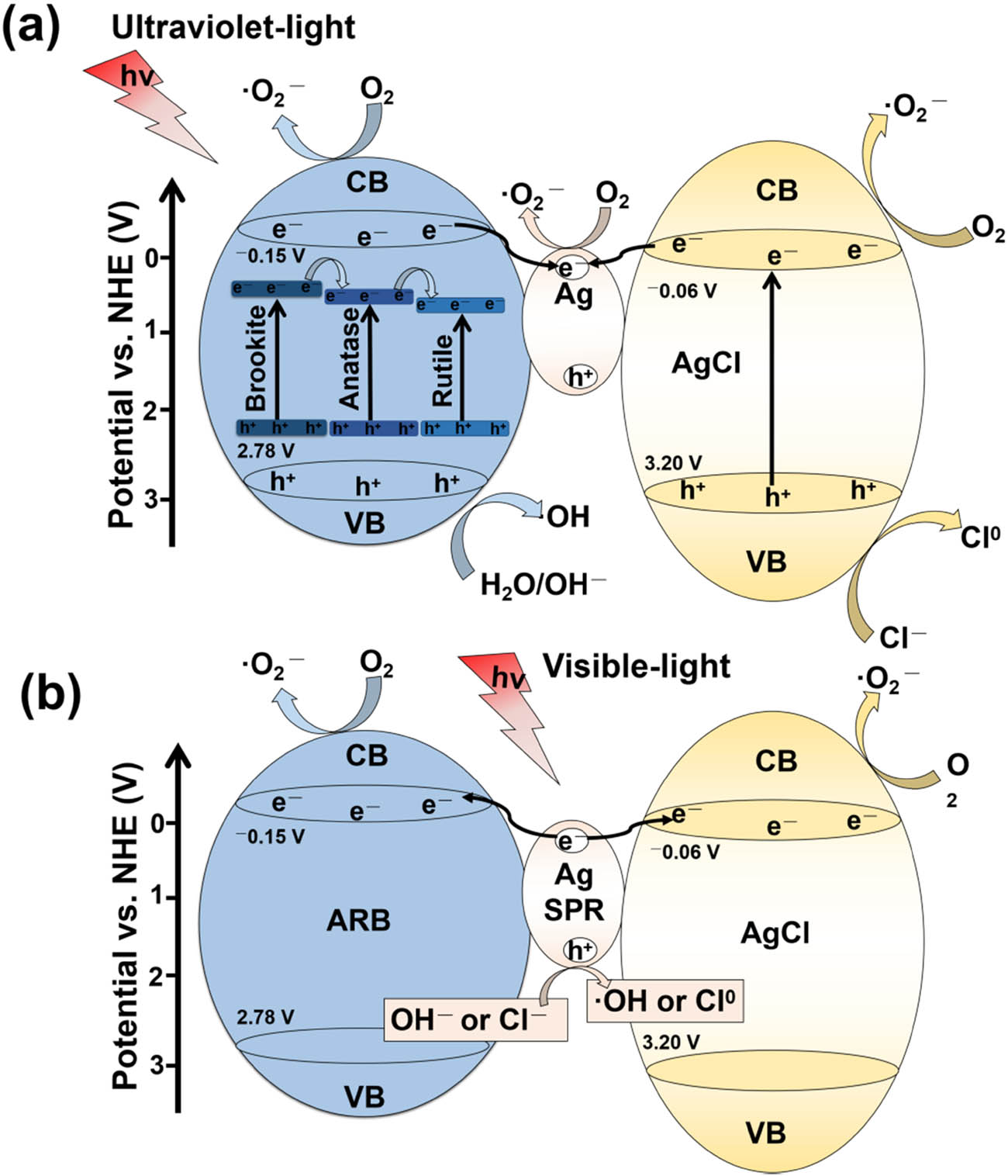Figure 12 
                  Schematic illustration of the charge separation and transfer in the Ag@AgCl–ARB photocatalysts under ultraviolet light (a) and visible light irradiation (b).
               