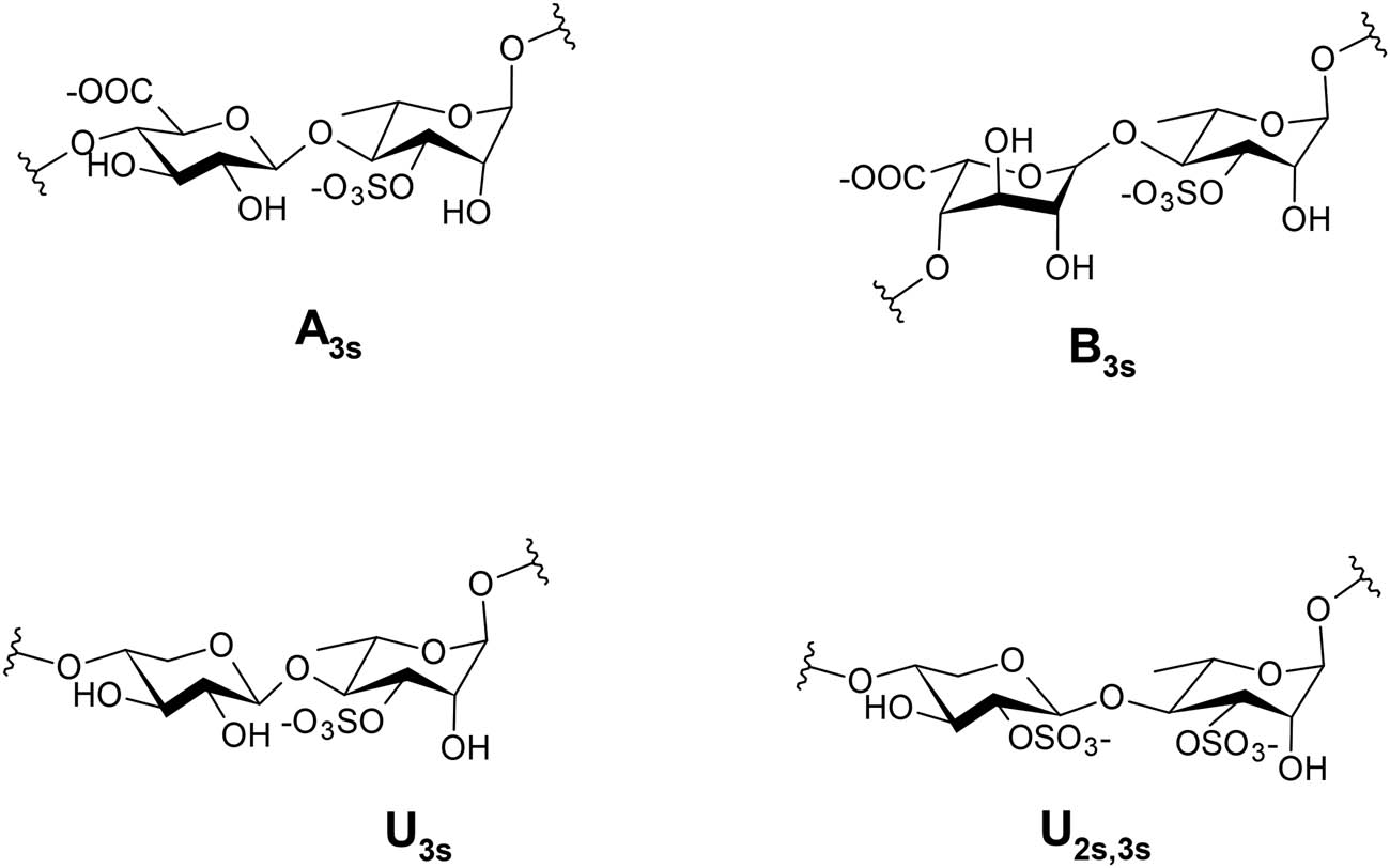 Figure 5 
               Structure and nomenclature of the main repeating disaccharides: ulvanobiuronic acids (A3S and B3S) and ulvanobioses (U3S and U2S,3S) acids.
            