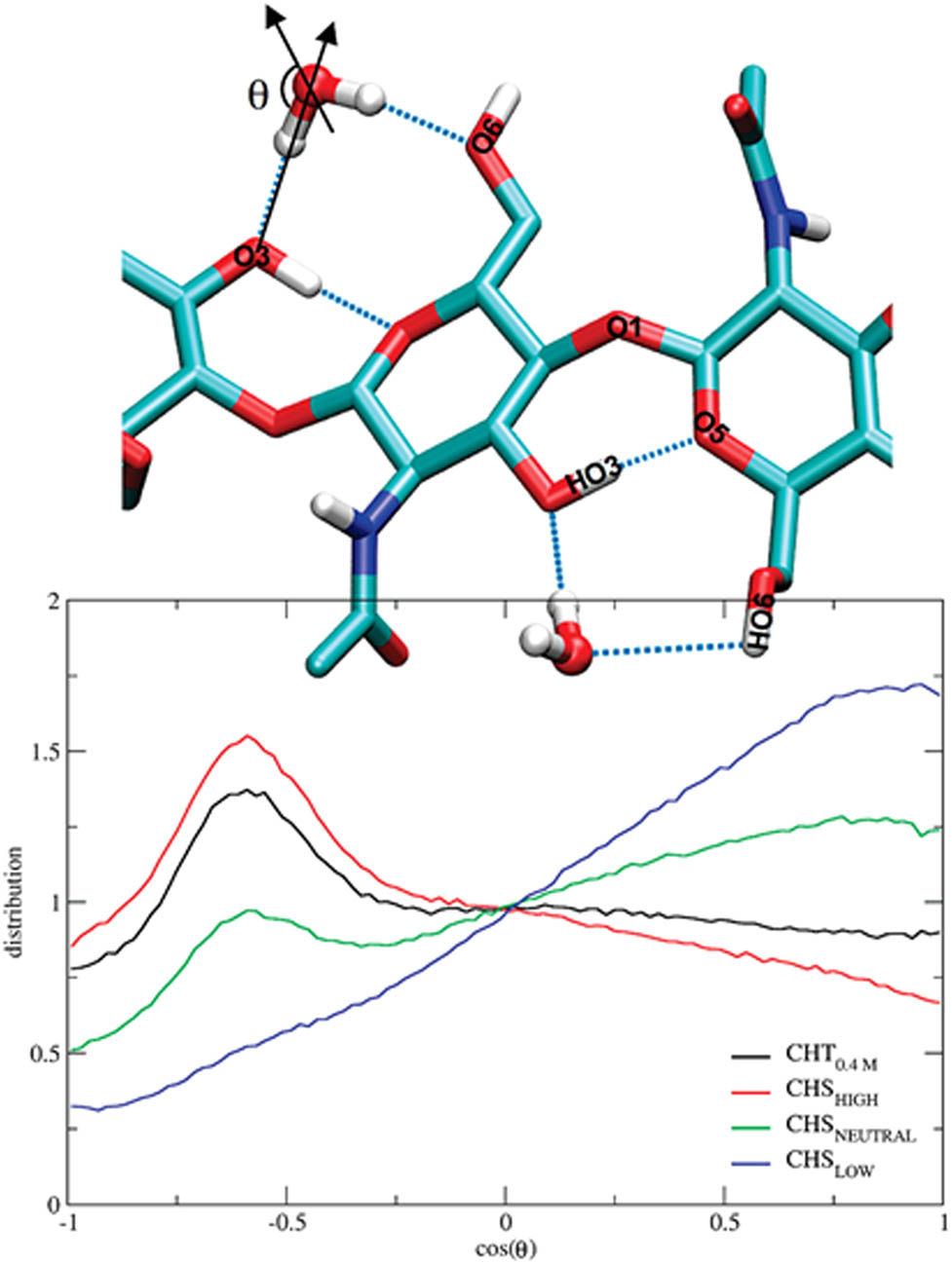 Figure 8 
               Solvent (water) orientation around the O3 oxygen atom of chitin and chitosan chains. Property is shown as the average orientation (cos θ) over the entire simulation for a 5-Å radius around the O3 atom. θ is defined by the angle formed between the vector formed by O3 and the water oxygen atoms and the water dipole vector (as illustrated by the black arrows). Hydrogen bonds are represented by dashed blue lines. Water molecules are displayed in a ball-and-stick model and the sugar units of chitin are in sticks (atoms are color coded as follows: cyan, carbon; blue, nitrogen; red, oxygen; white, hydrogen). Image reprinted with permission from [58]. Copyright (2008) American Chemical Society.
            