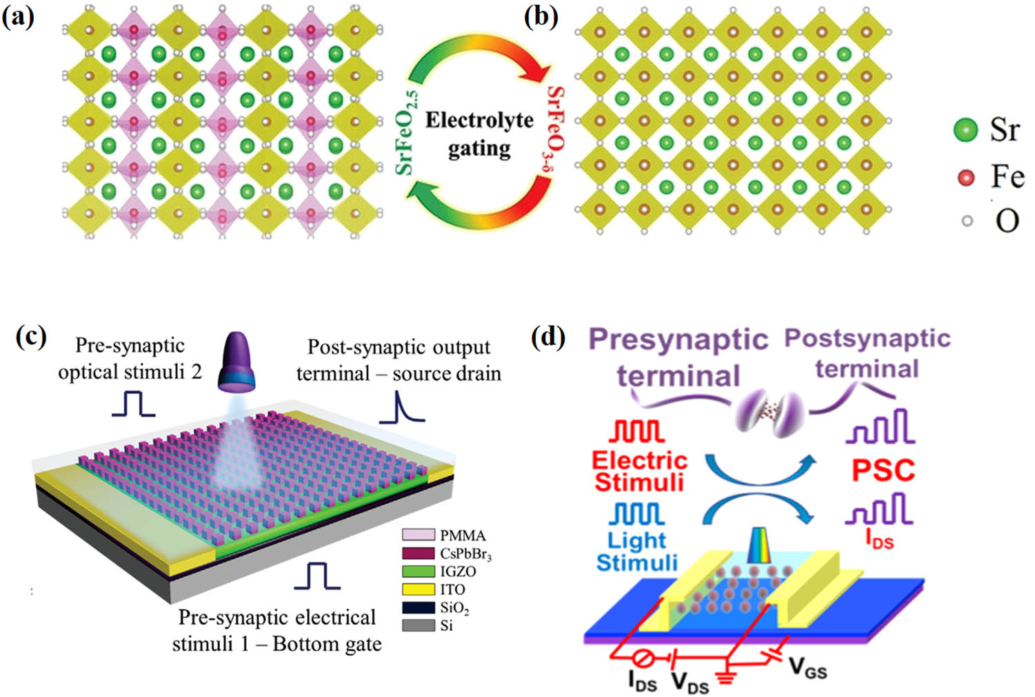 Figure 16 
                     The schematic crystal structures of brownmillerite SrFeO2.5 (a) and perovskite SrFeO3−δ (b) thin films in the SrTiO3 substrate. Reproduced with permission from ref. [144]. Copyright 2019, Wiley-VCH. (c) The proposed multi-gate transistor as artificial synapses. Reproduced with permission from ref. [145]. Copyright 2020, Wiley-VCH. (d) Schematic of emulating a biological synapse by IGZO/perovskite NPs/IGZO TFT. Reproduced with permission from ref. [146]. Copyright 2021, American Chemical Society.
                  