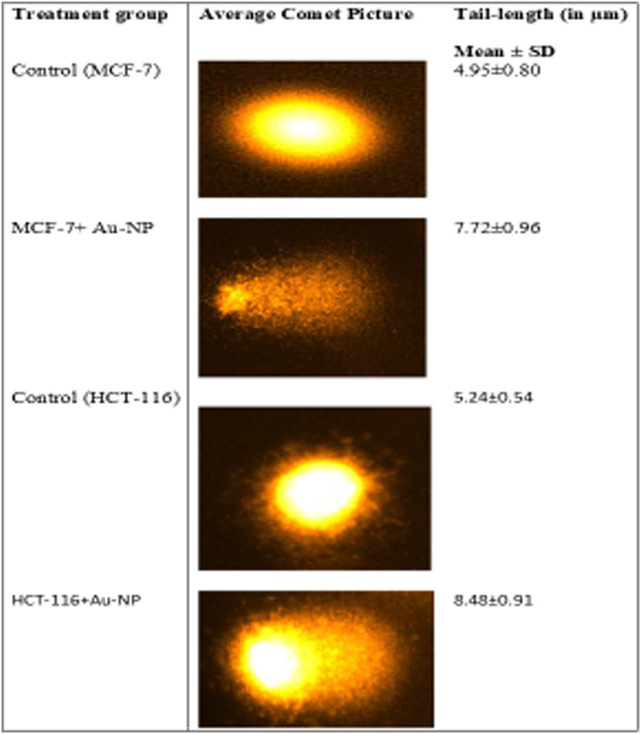 Figure 5 
                  Comet assay was used to evaluate the DNA damage caused by AuNPs (5 µg/mL) in the studied cancer cells. The results showed a significant DNA damage caused by AuNPs treatment, as observed by increase in the tail length of DNA in cancer cells.
               