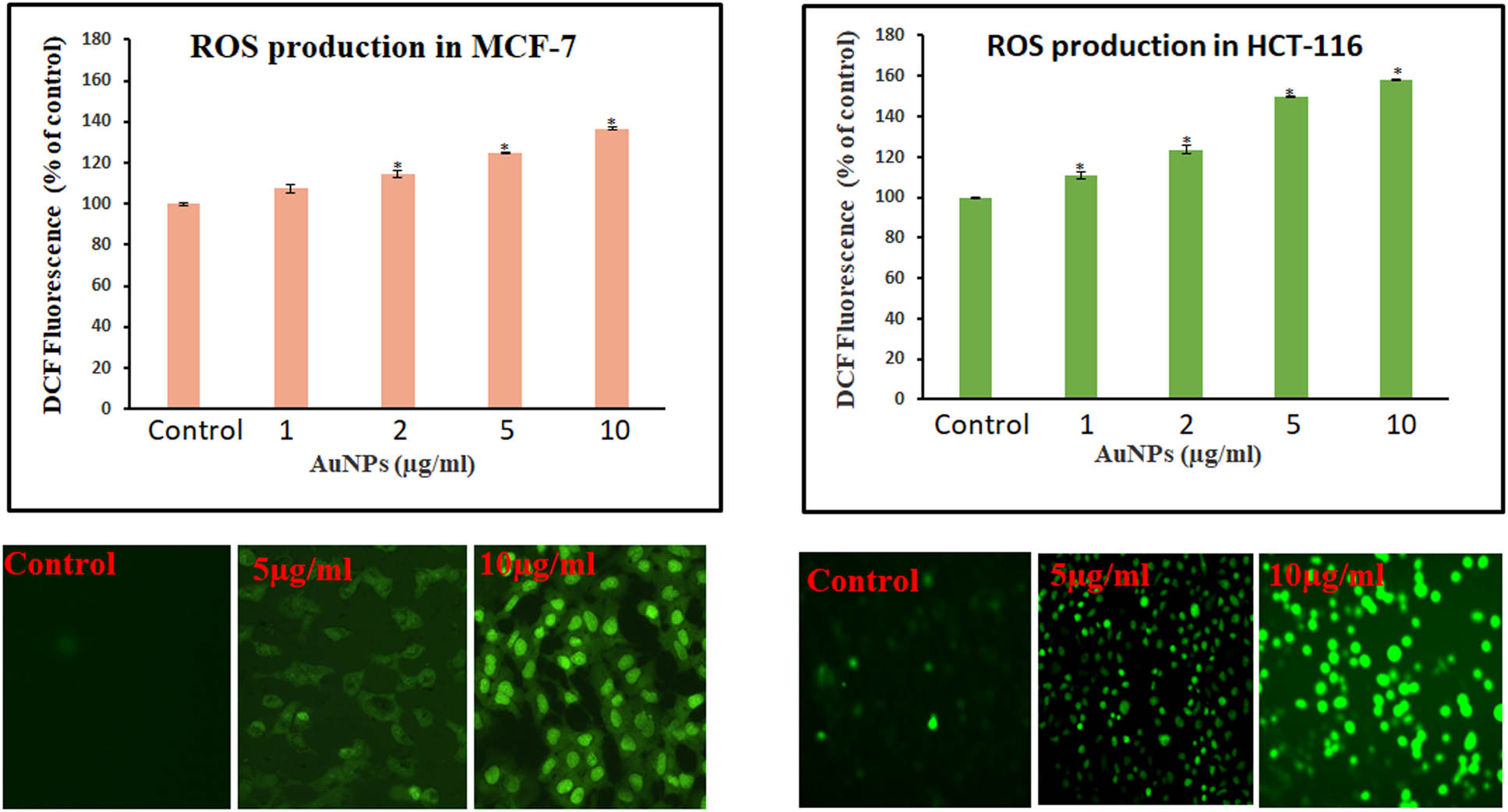 Figure 6 
                  ROS production in MCF-7 and HCT-116 cells treated with AuNPs. A spectrofluorometer was used to detect the relative fluorescence of DCF, with excitation and emission spectra of 485 and 530 nm, respectively. Student t-test was performed to determine the significance. Values <0.05 were considered significant and indicated with * mark above the column. A Leica microscope (20× magnification) was used to take the image of the fluorescing cells.
               