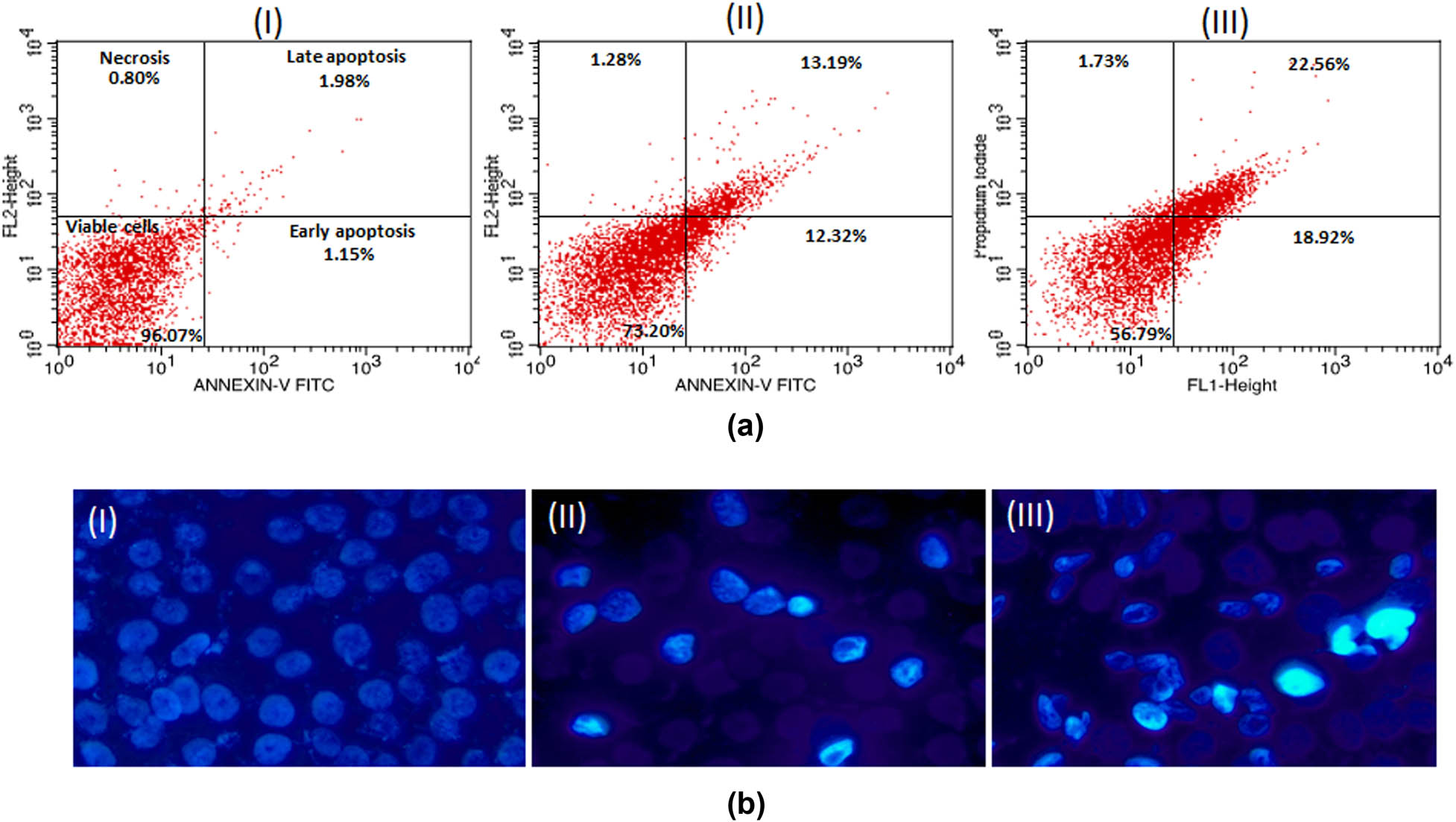 Figure 9 
                  (a) Flow cytometry profile of annexin V-FITC/PI staining of HCT-116 cells showing percentage of viable cells, early apoptosis, late apoptosis and necrotic cells. (I) Control, (II) 5 μg/mL of AuNPs, (III) 10 μg/mL of AuNPs. (b) Representative images of AuNPs-treated HCT-116 cells captured under fluorescence microscope after staining with nuclear dye Hoechst 33324. (I) Control, (II) 5 μg/mL, (III) 10 μg/mL. Magnification 200×.
               