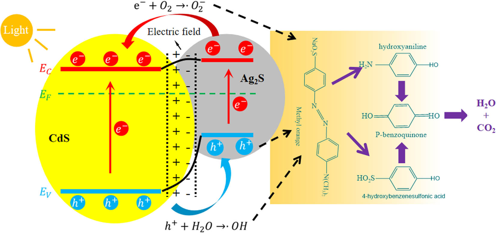 Figure 10 
                  Degradation mechanism of MO by CdS–Ag2S nanocomposites under visible light irradiation.
               