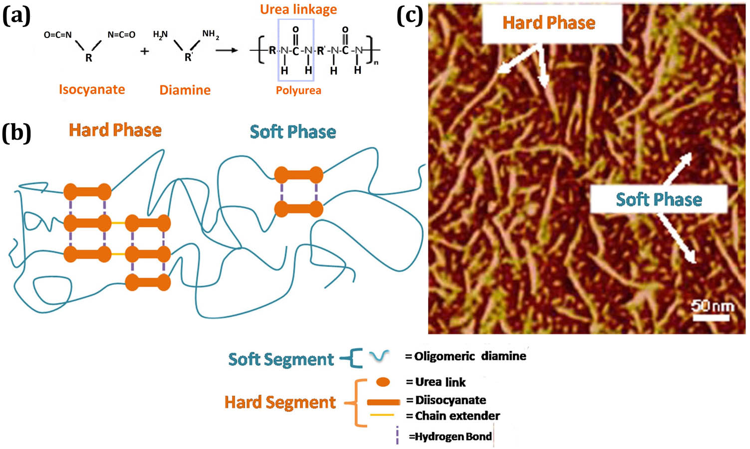 Figure 1 
               (a) Chemical reaction between diisocyanate and diamine [23], (b) microphase separation in a typical polyurea molecule [40], and (c) a typical tapping mode AFM image of a polyuria [23].
            