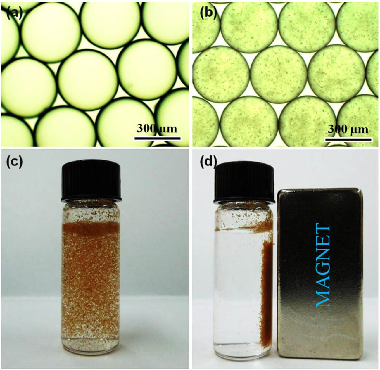 Figure 10 
                     Optical images of (a) PCM@polyurea microcapsules without Fe3O4 NPs in the discontinuous phase, (b) PCM@polyurea microcapsules generated by encapsulating Fe3O4 NPs along with n-octadecane in the discontinuous phase, captured at the reservoir at 35 °C, (c) photograph of PCM@polyurea microcapsules with encapsulated Fe3O4 NPs, and (d) magnetically aligned microcapsules in the image (c) under an external magnetic field at room temperature [82].
                  