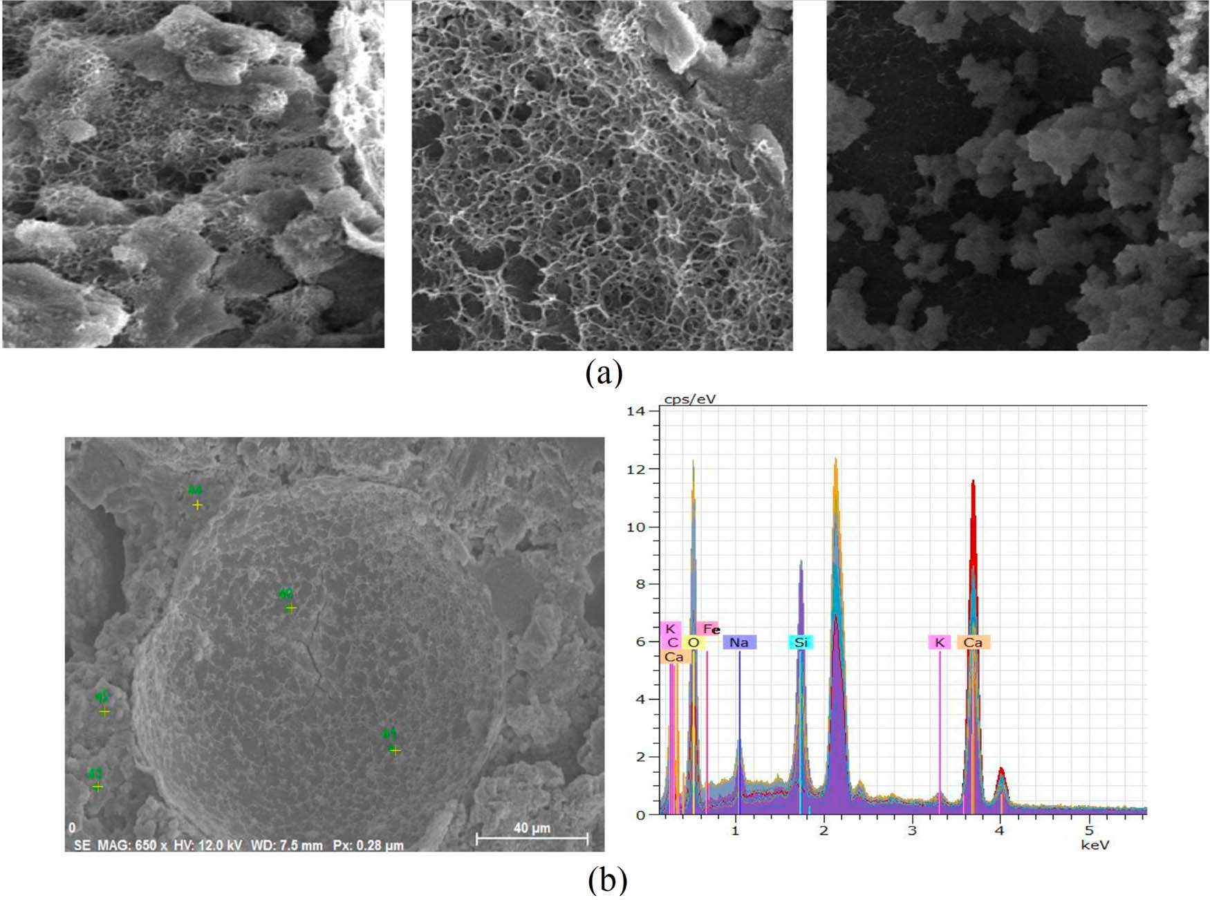 Figure 11 
                     SEM observations of the healed oil well cement pastes containing T1 microcapsules (a) various SEM images from the fractured surfaces and (b) an SEM image of a microcapsule and the corresponding EDX analysis results of ruptured microcapsules [53].
                  