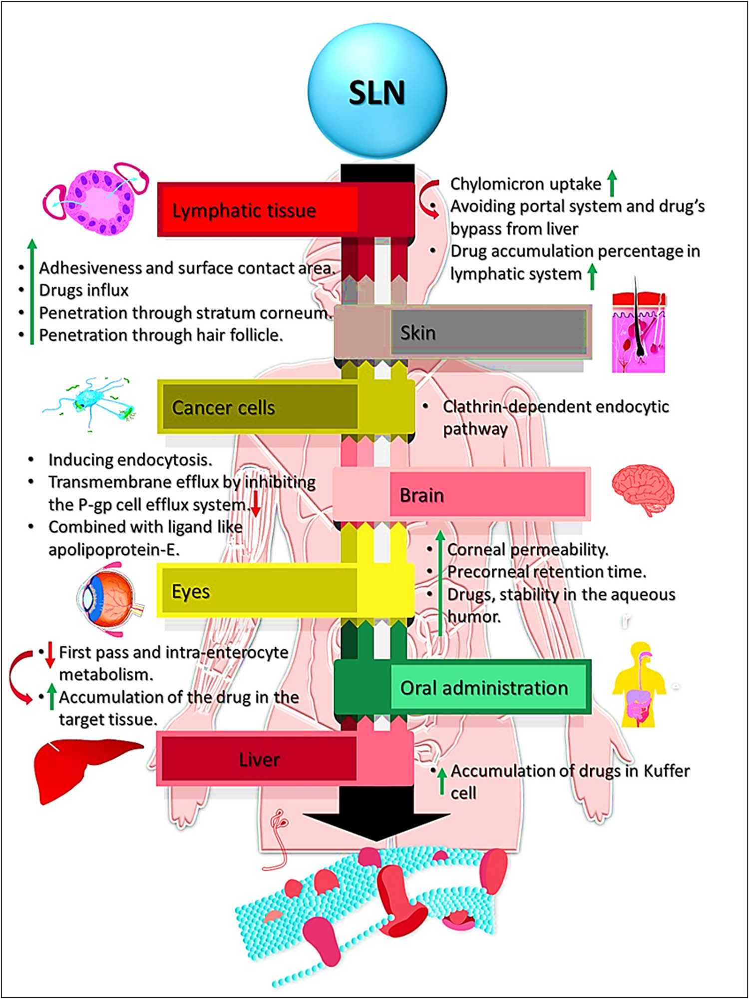 Figure 3 
               SLN mechanisms involved in various administrative routes’-based drugs delivery to different organs and tissue sites with their cellular level workings to exhibit the bioactivity.
            