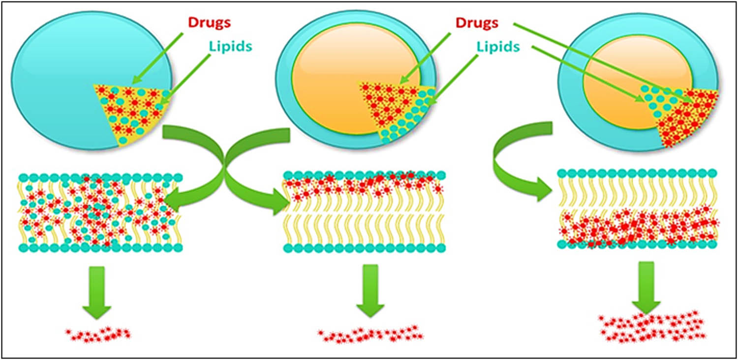 Figure 9 
               SLNs drug loading models  typical release effects showing homogeneous model s drugs release at minimum, drugs enriched-shell type model s comparatively increased drug release than the homogeneous matrix model, and drugs enriched-core type model s highest drug release phenomena.
            
