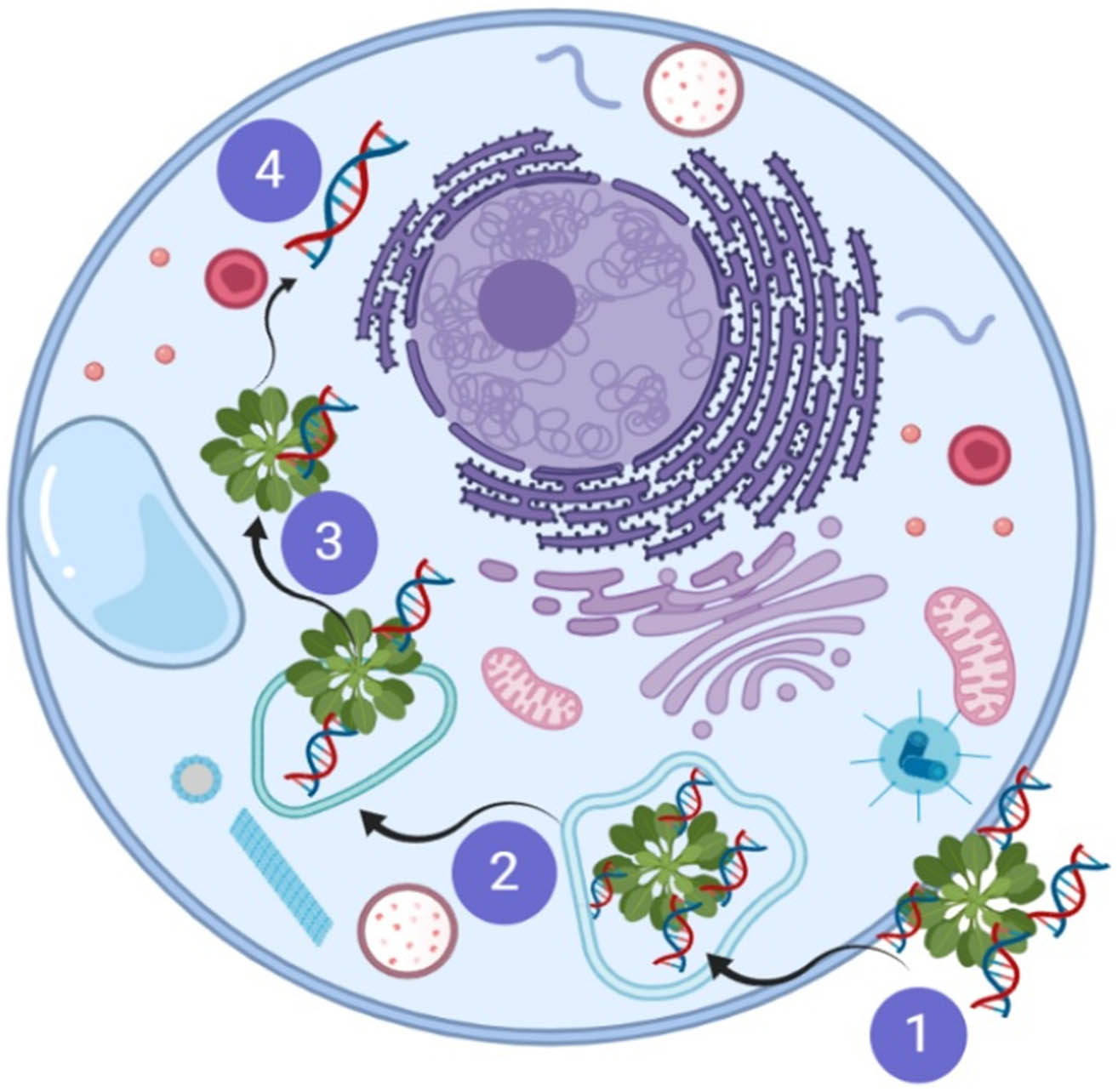 Figure 3 
                  Schematic presentation of nanoflowers drug delivery through cell: (1) delivery of DNA-loaded nanoflowers to the cell via endosomal delivery, (2) encapsulated nanoflowers in cell membrane, (3) release of nanoflower and DNA to intracellular environment, and (4) disbanding of DNA and delivery of DNA to the cell [40] (Created with BioRender).
               