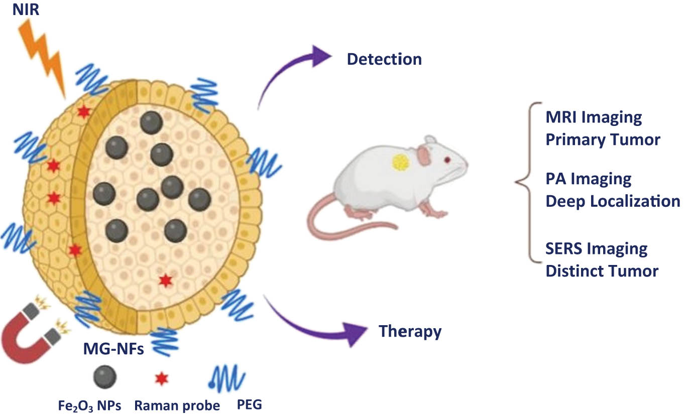 Figure 4 
                  Schematic illustration of developed magnetic nanoflower for cancer treatment. Nanoflowers loaded with Fe2O3 NPs conjugated with polyethylene glycol (PEG) and Raman probe can be used for magnetic detection, or NIR detection of tumors via SERS or MRI imaging [51] (Created with BioRender).
               