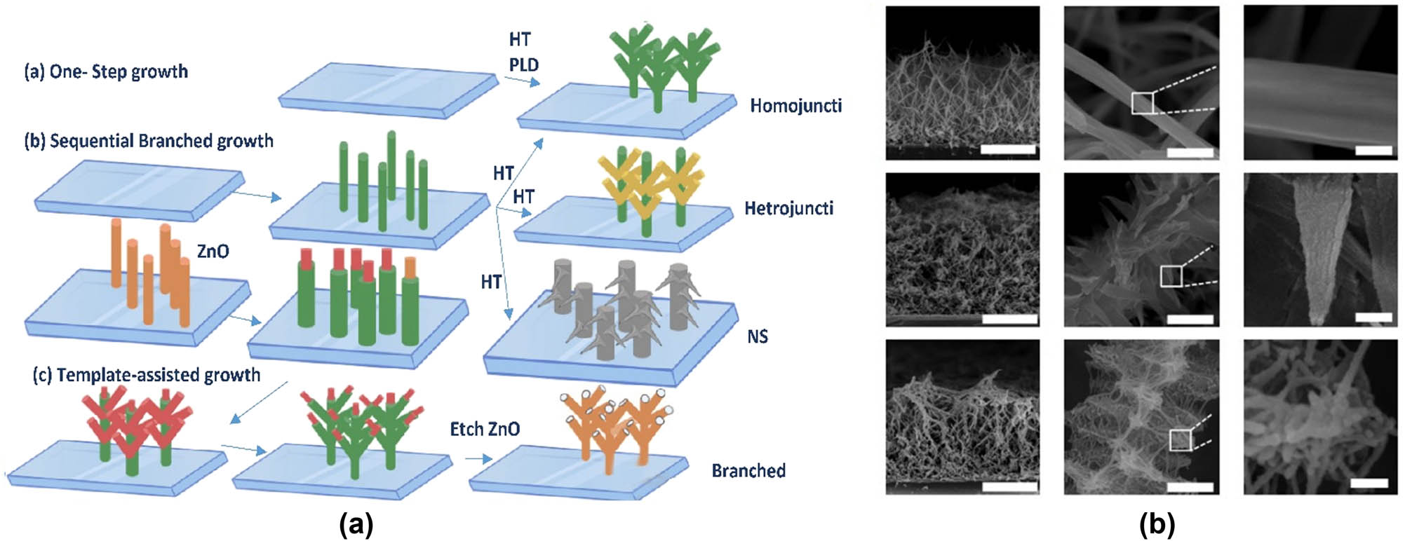 Figure 6 
                  (a) Schematic representation of nanotrees synthetic approach [68] (Created with BioRender); Copyright 2017, with permission from Royal Society of Chemistry. (b) SEM image of synthesized nanotrees [135]; Copyright 2014, with permission from Nature Publishing.
               