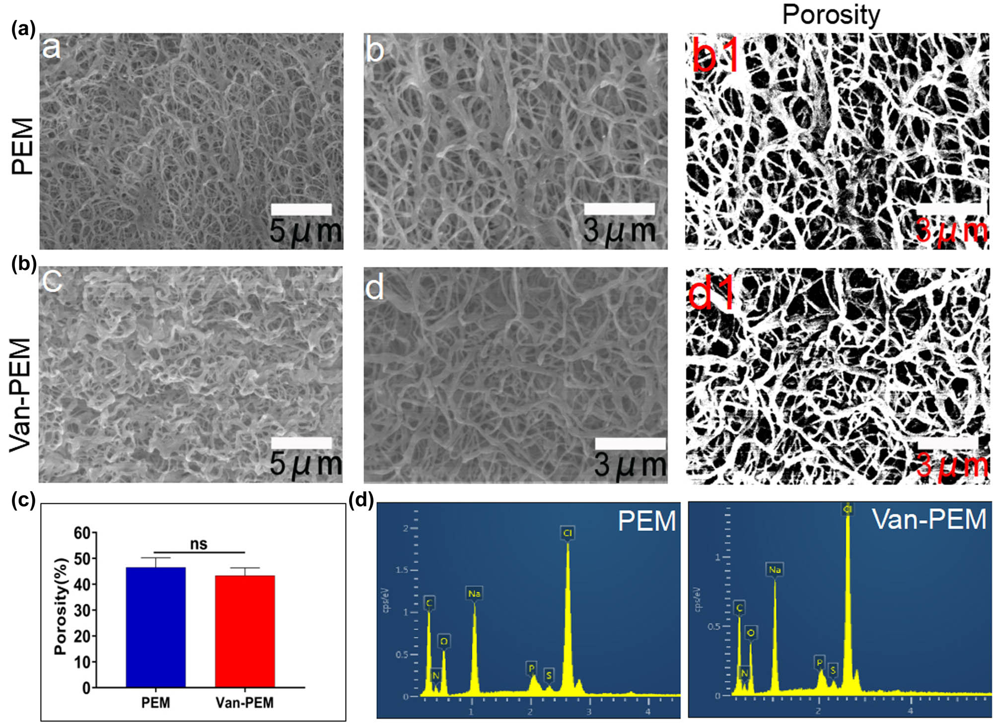Figure 2 
                  [(a) Microstructure of the PEM hydrogel at 5,000× (a) and 10,000× (b); (b1) is the condition of (b) after ImageJ software processing]. [(b) Microstructure of the Van-PEM hydrogel at 5,000× (c) and 10,000× (d); (d1) is the condition of (d) after ImageJ software processing]. (c) Porosities of the PEM and Van-PEM hydrogels calculated by statistical treatment. Meanwhile, the porosities of the PEM and Van-PEM hydrogels exhibited that vancomycin did not significantly change the porosity of PEM hydrogels. (d) EDS analysis of the PEM and Van-PEM hydrogels.
               