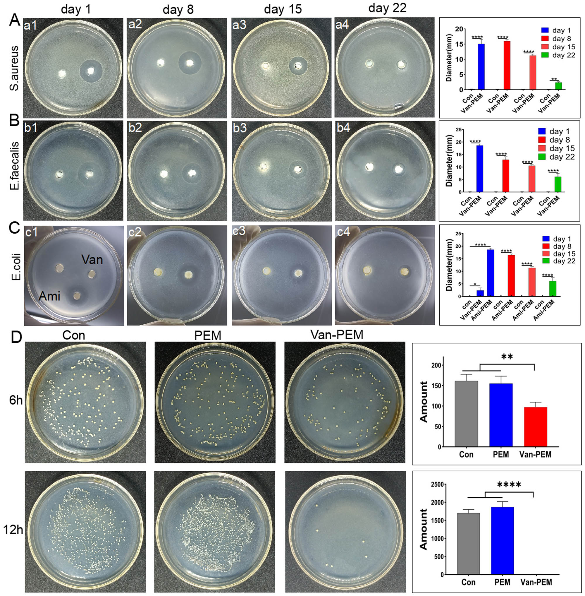 Figure 4 
                  (a and b) Bacteriostasis of the Van-PEM hydrogel against S. aureus and Enterococcus on days 1, 8, 15, and 22. It was demonstrated that Van-PEM hydrogel was still able to kill gram-positive bacteria on day 22. (c) Bacteriostasis of the Ami-PEM hydrogel against E. coli on days 1, 8, 15, and 22. (d) Bacterioplankton killing abilities of the PEM and Van-PEM hydrogels.
               