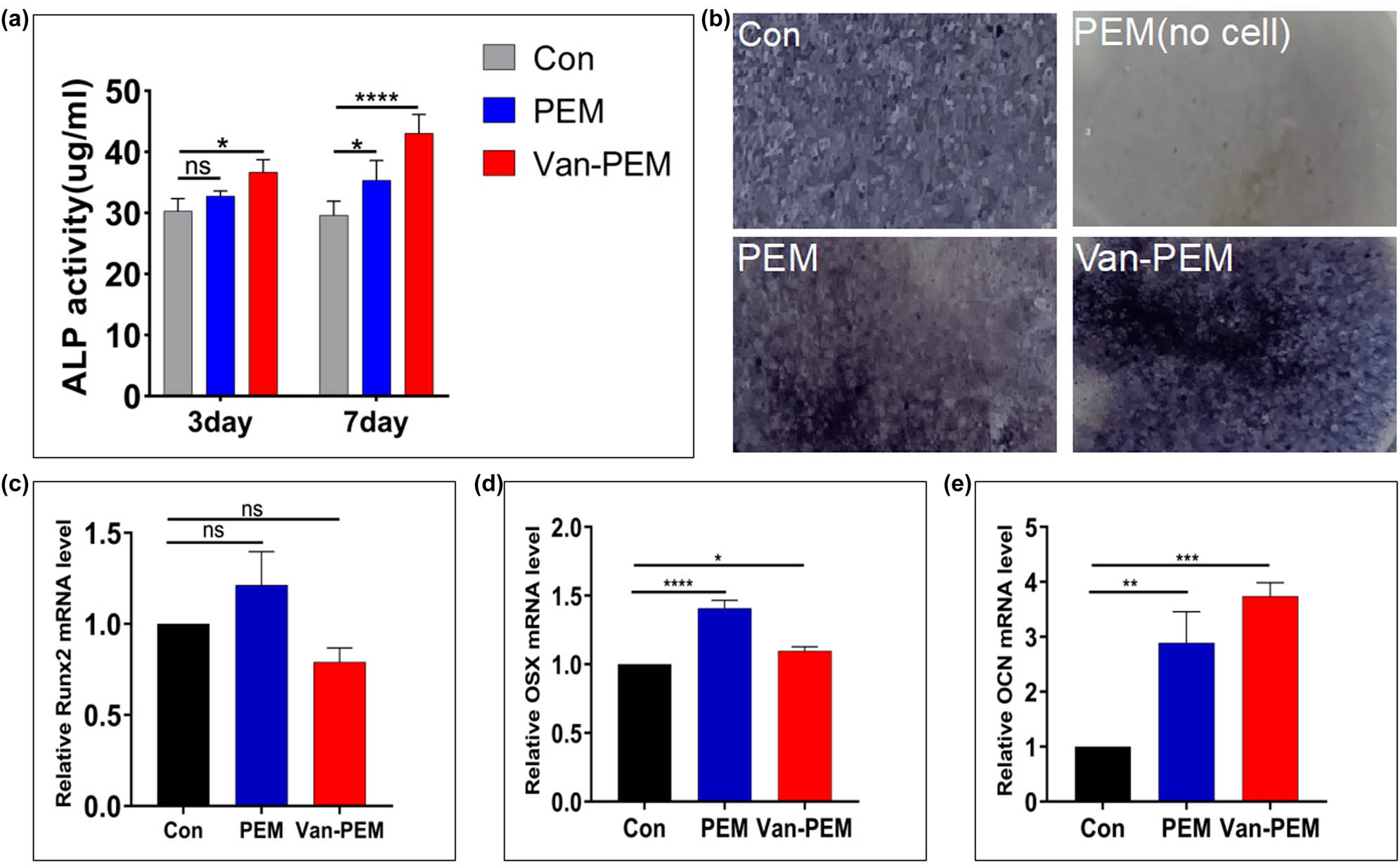 Figure 6 
                  (a) Secretion of ALP by osteoblasts in the PEM and Van-PEM hydrogels. PEM and Van-PEM hydrogels can promote the secretion of ALP from osteoblasts. (b) ALP staining of osteoblasts cultured in the PEM and Van-PEM hydrogels for 7 days. (c–e) Expression of osteogenic genes Runx2, OSX, and OCN detected by RT-PCR in osteoblasts cultured in PEM and Van-PEM hydrogels for 14 days. Van-PEM hydrogels can significantly promote the expression of OCN.
               
