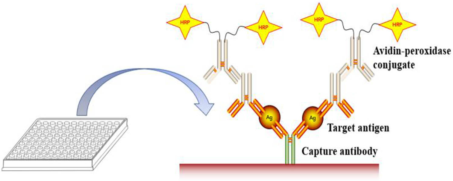 Figure 2 
                  Schematic representation of “sandwich” ELISA.
               