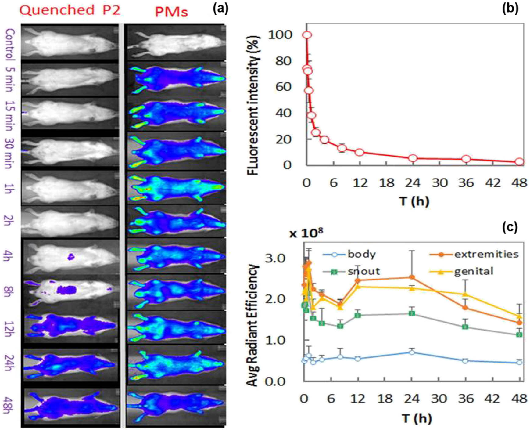 Figure 4 
                  Live imaging of P2-labelled PMs after i.v. administration to rats (a), plasma pharmacokinetic profile (b), and fractionized quantification of fluorescence of regions of interest as average radiant efficiency [p/s/cm2/sr]/[µW/cm2] (c) [59].
               