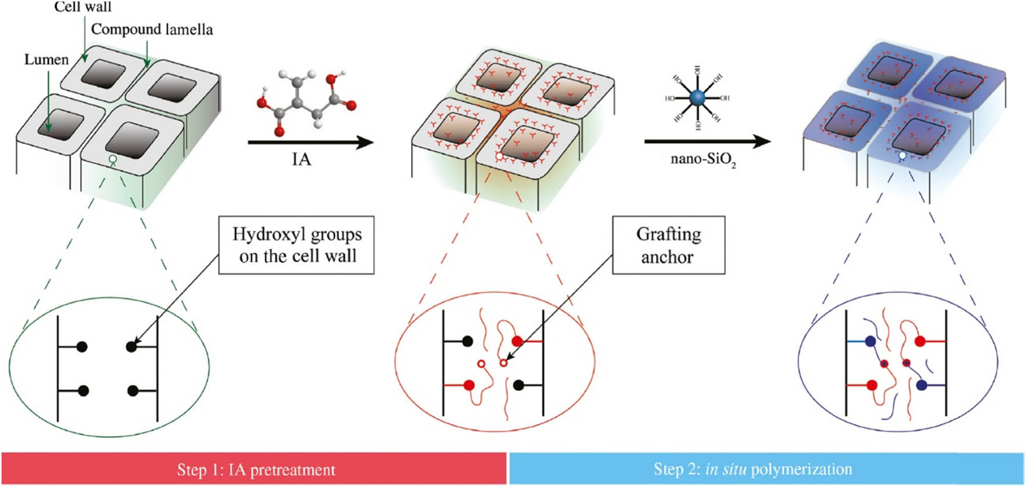 Figure 4 
                  The addition of functional groups of –OH with IA is impregnated by in situ polymerisation of nano-SiO2 in the wood cell wall [74].
               