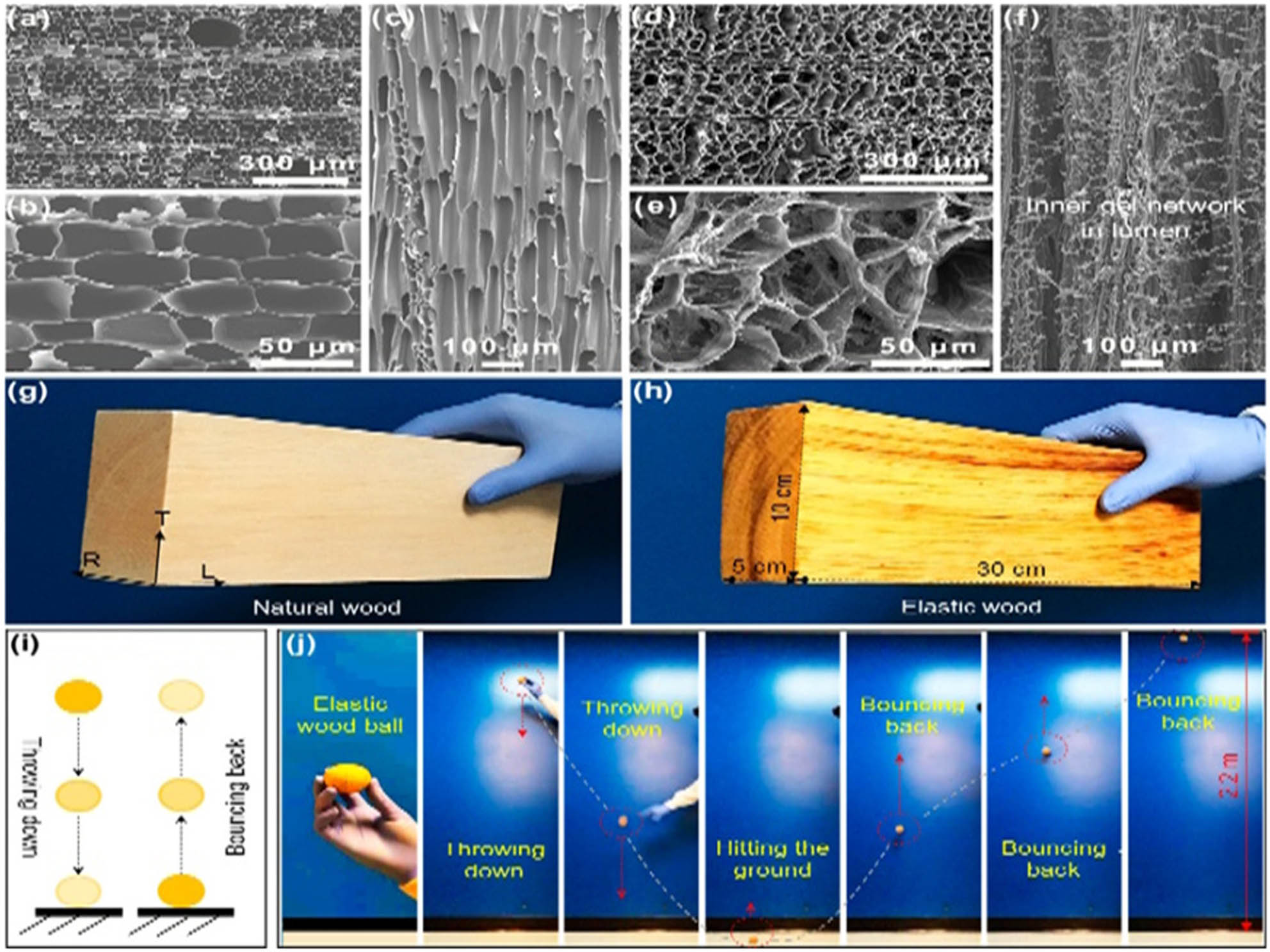 Figure 7 
               (a) The growth path of natural wood, (b) the magnification of image (a), (c) the longitudinal section of multiple lattice-like channels of natural wood, (d) the growth path of elastic wood, (e) the magnification of image (d), (f) longitudinal-section view of the channels with an interconnected fibril network of elastic wood, (g and h) large-sized image of natural wood and elastic wood, and (i and j) the image of an excellent bounce of elastic wood balls [113].
            