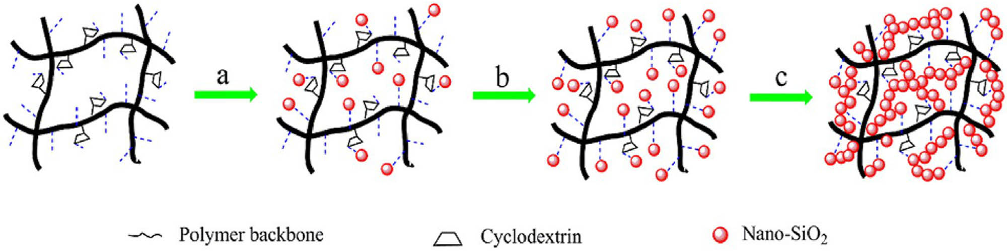 Figure 1 
                  Illustration of the adsorption of nano-SiO2 onto ASM chains for a fixed ASM concentration: (a) nano-SiO2 attached to ASM chains via hydrogen bonds, (b) saturated state (all the sites attached by nano-SiO2), and (c) nano-SiO2 bridging in the network [60].
               