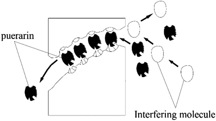 Figure 3 
               Schematic diagram of puerarin through membrane [66].
            