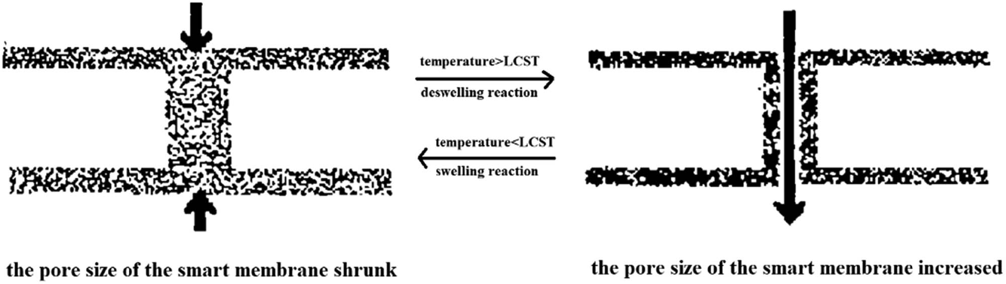 Figure 6 
                  Action principle of the smart track membrane (TsINM) [81].
               