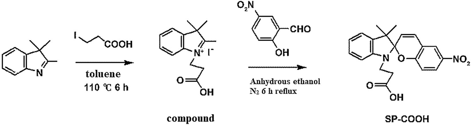 Figure 13 
                  Synthesis route of SP–COOH [93].
               